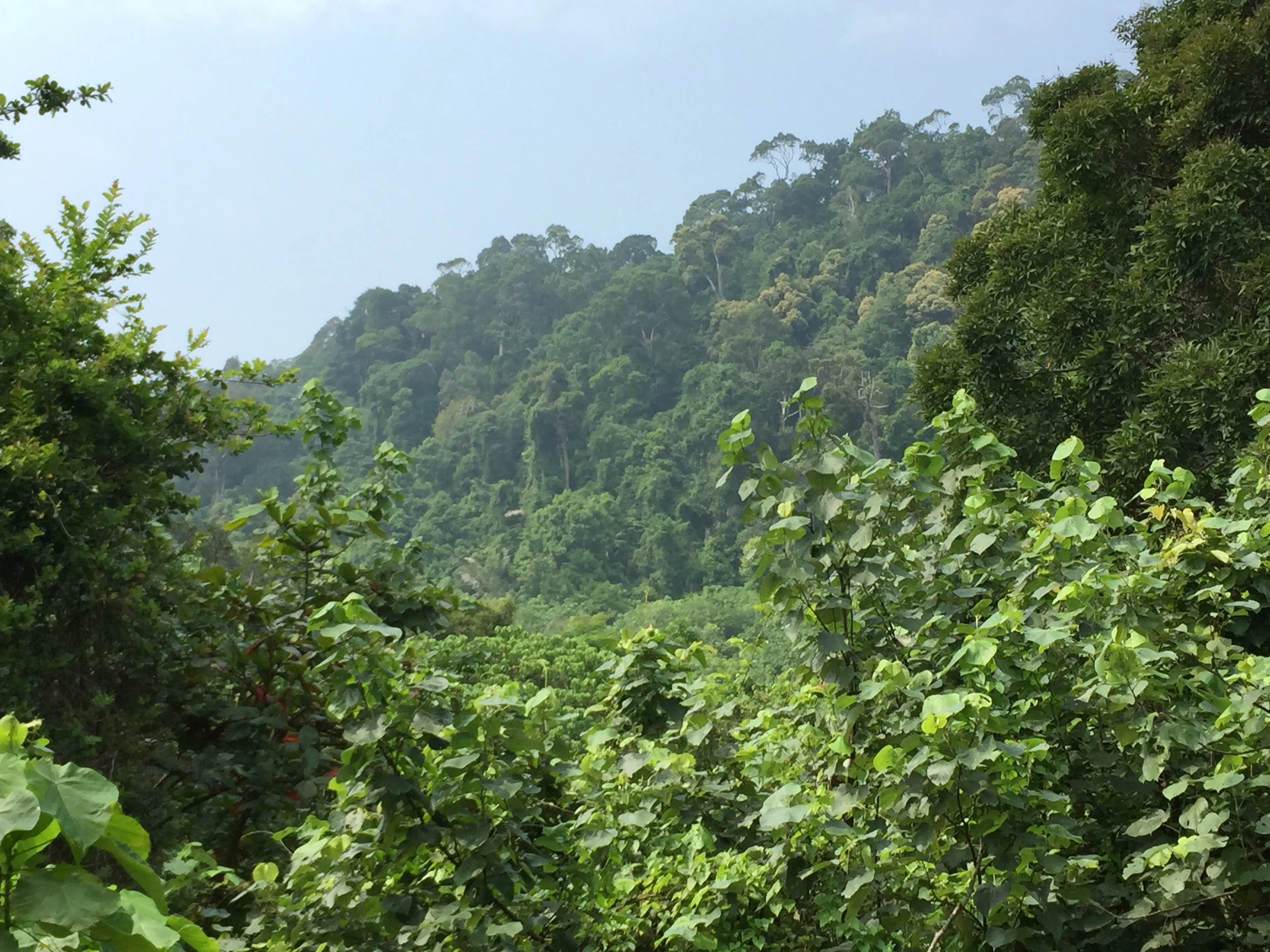 2016 Koh Lanta TheOtherSideVillas - Nature at our Home (111).JPG