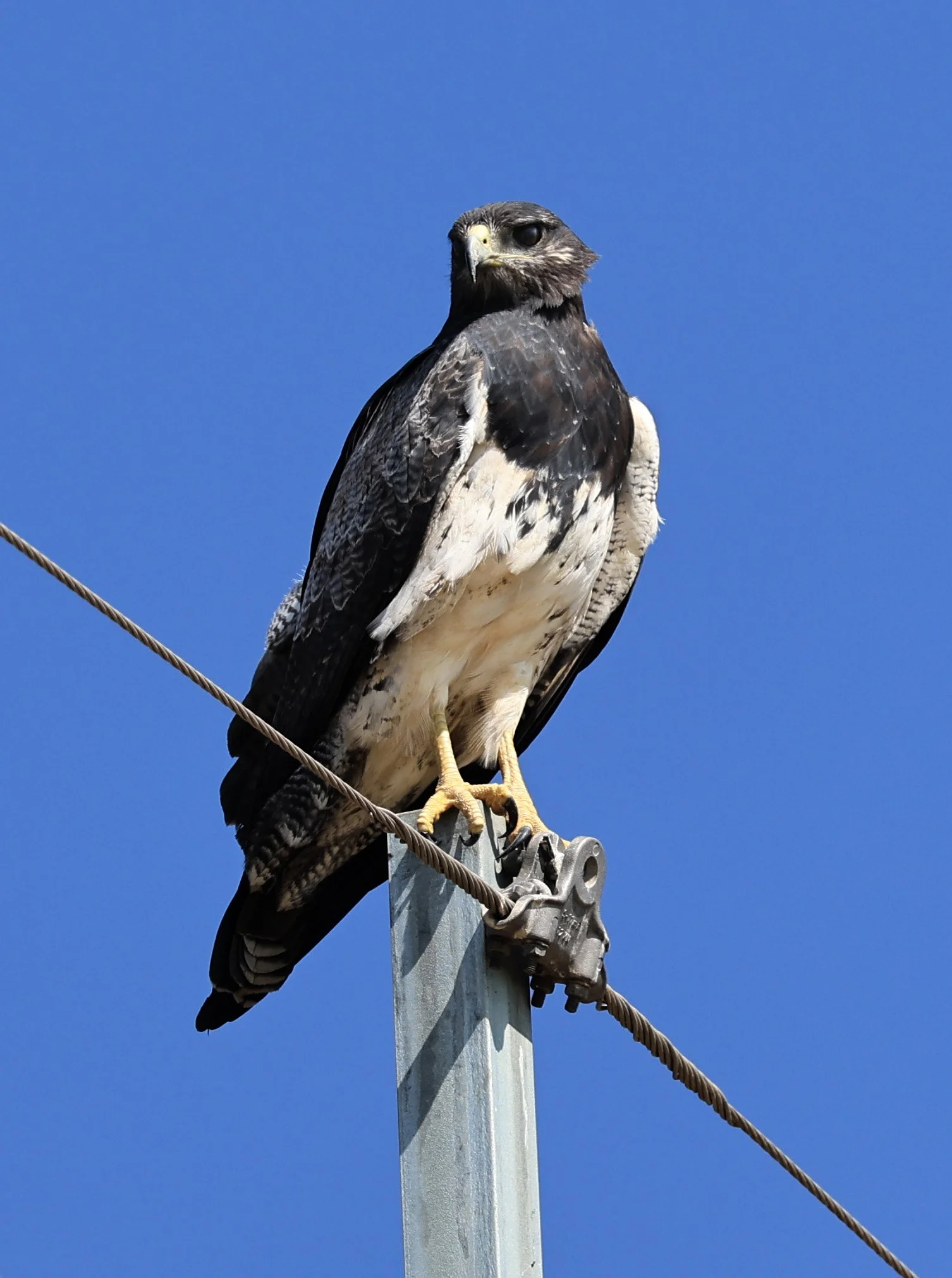 Black-chested buzzard-eagle (Geranoaetus melanoleucus) Chaco Lodge & Laguna Salada Paraguay (4).jpg
