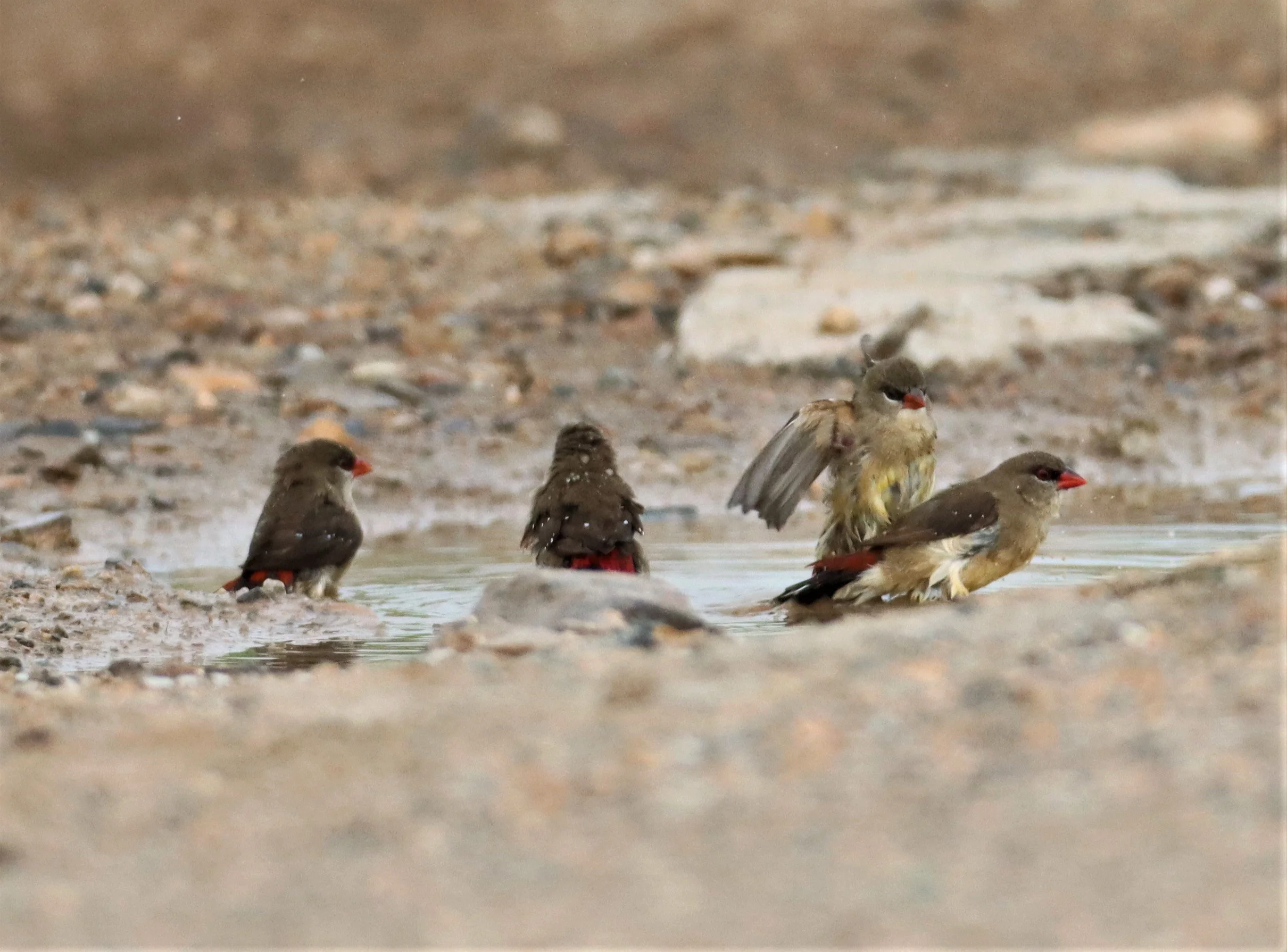 RED AVADAVAT - Amandava amandava - LAT KRABANG WETLANDS THAP YAO (31).jpg