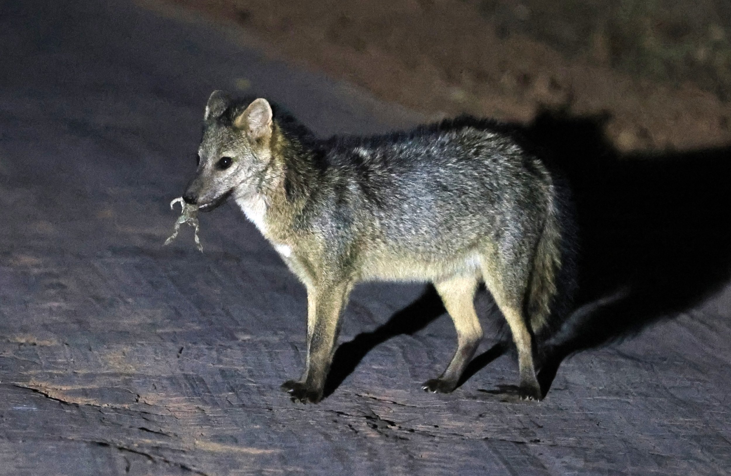 Crab-eating Fox (Cerdocyon thous) Agua Dulce Paraguay (28).jpg