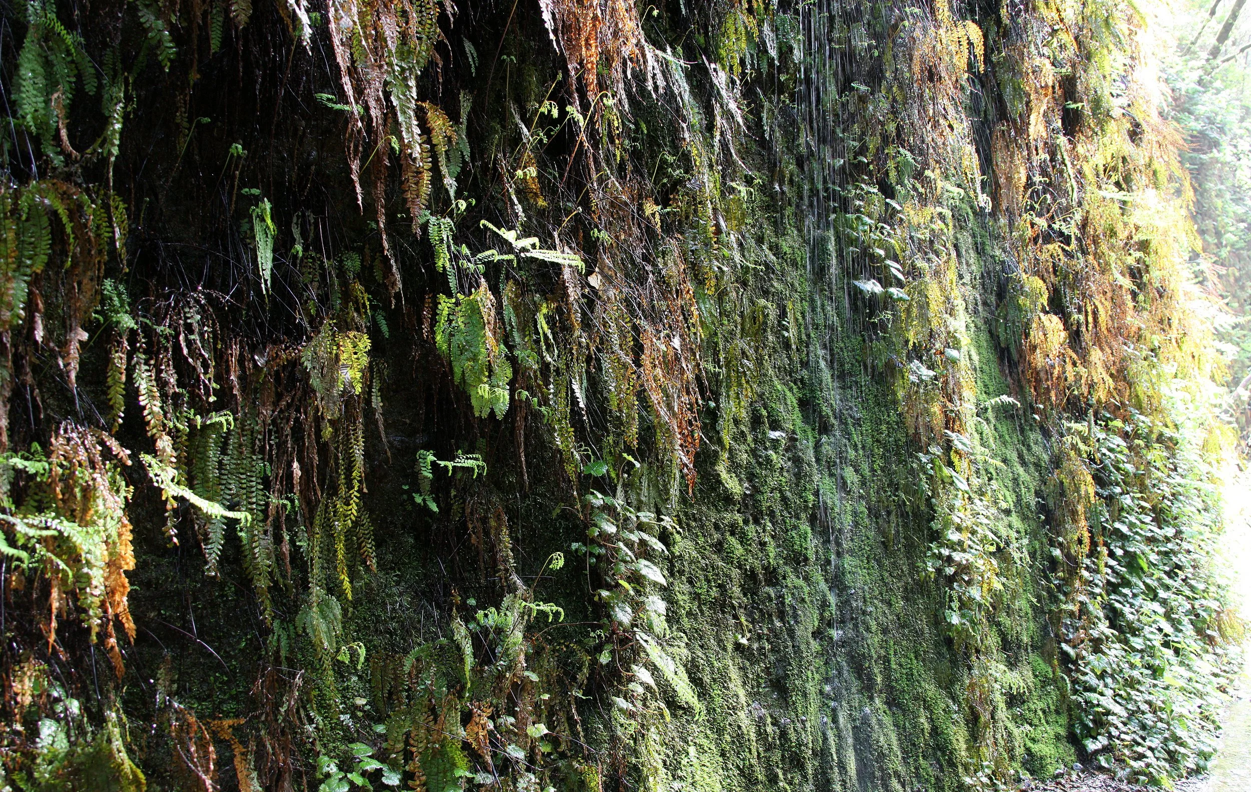 PRAIRIE CREEK STATE PARK CALIFORNIA - FERN CANYON (6).JPG
