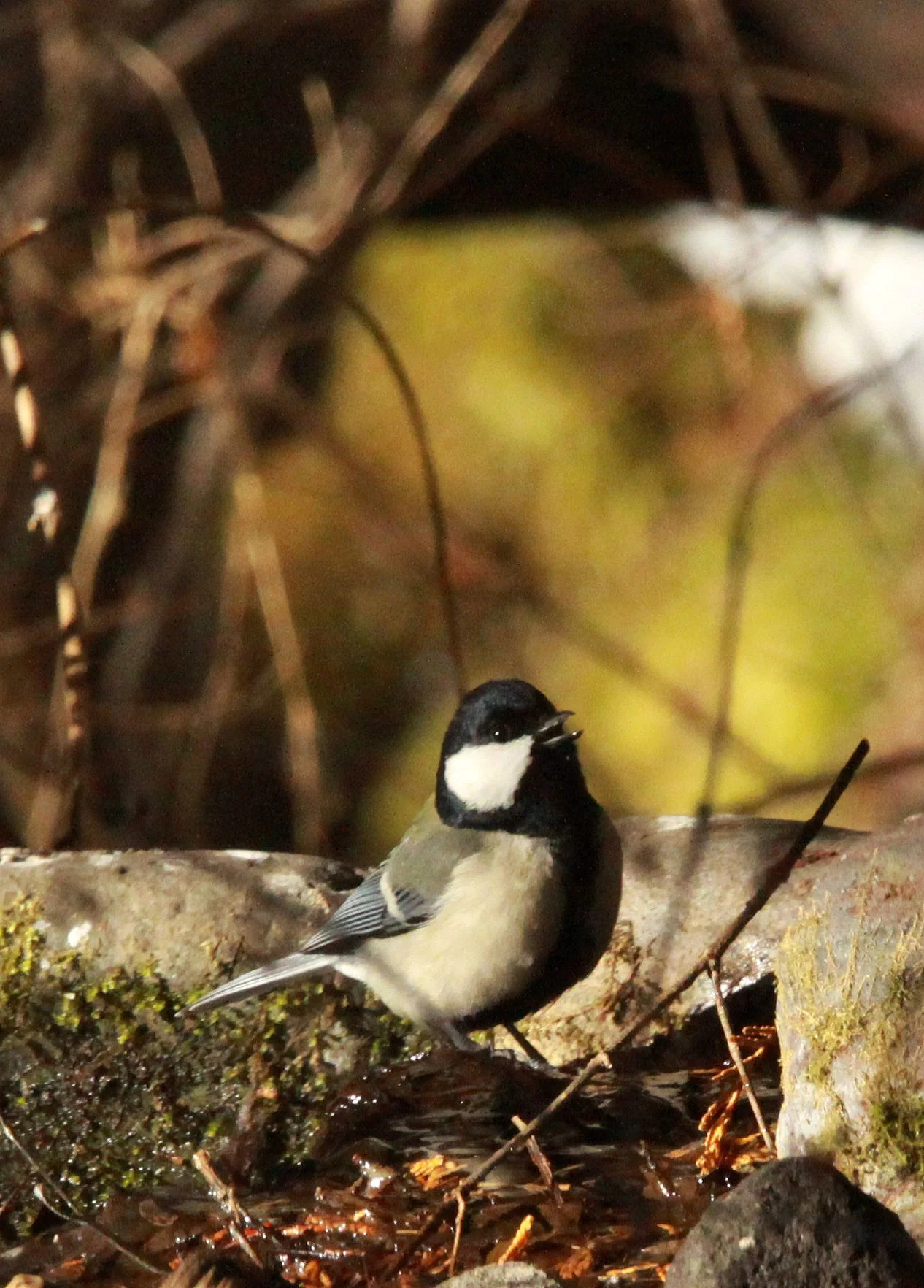 Japanese Tit (Parus minor) Shiobutsu Onsen Karuizawa Japan (19).JPG