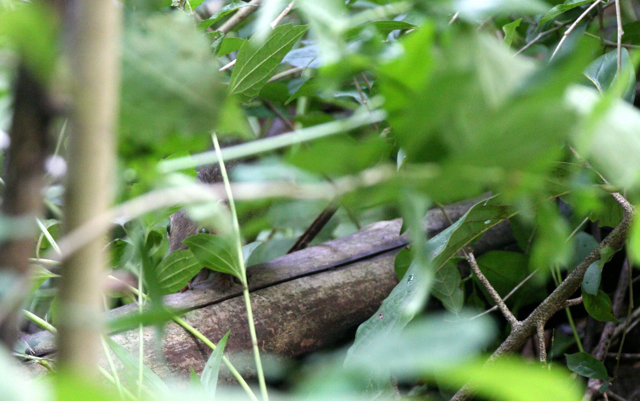 Tupaia belangeri - NORTHERN TREESHREW - HUAI KHAI KHAENG THAILAND.JPG
