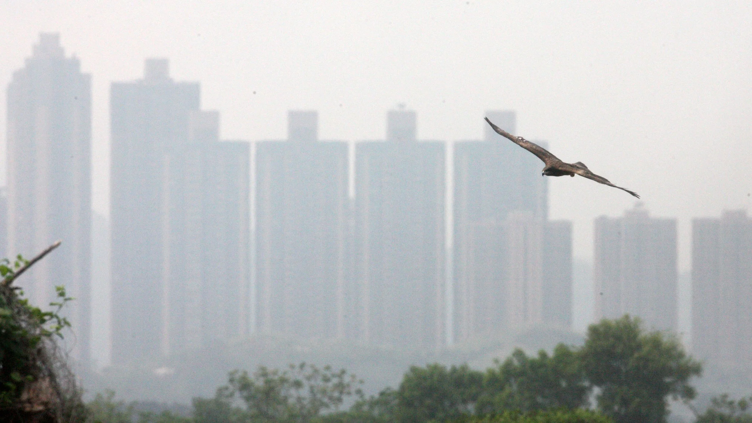 Milvus migrans lineatus - BLACK-EARED KITE - MAI PO WETLANDS HONG KONG (19).JPG