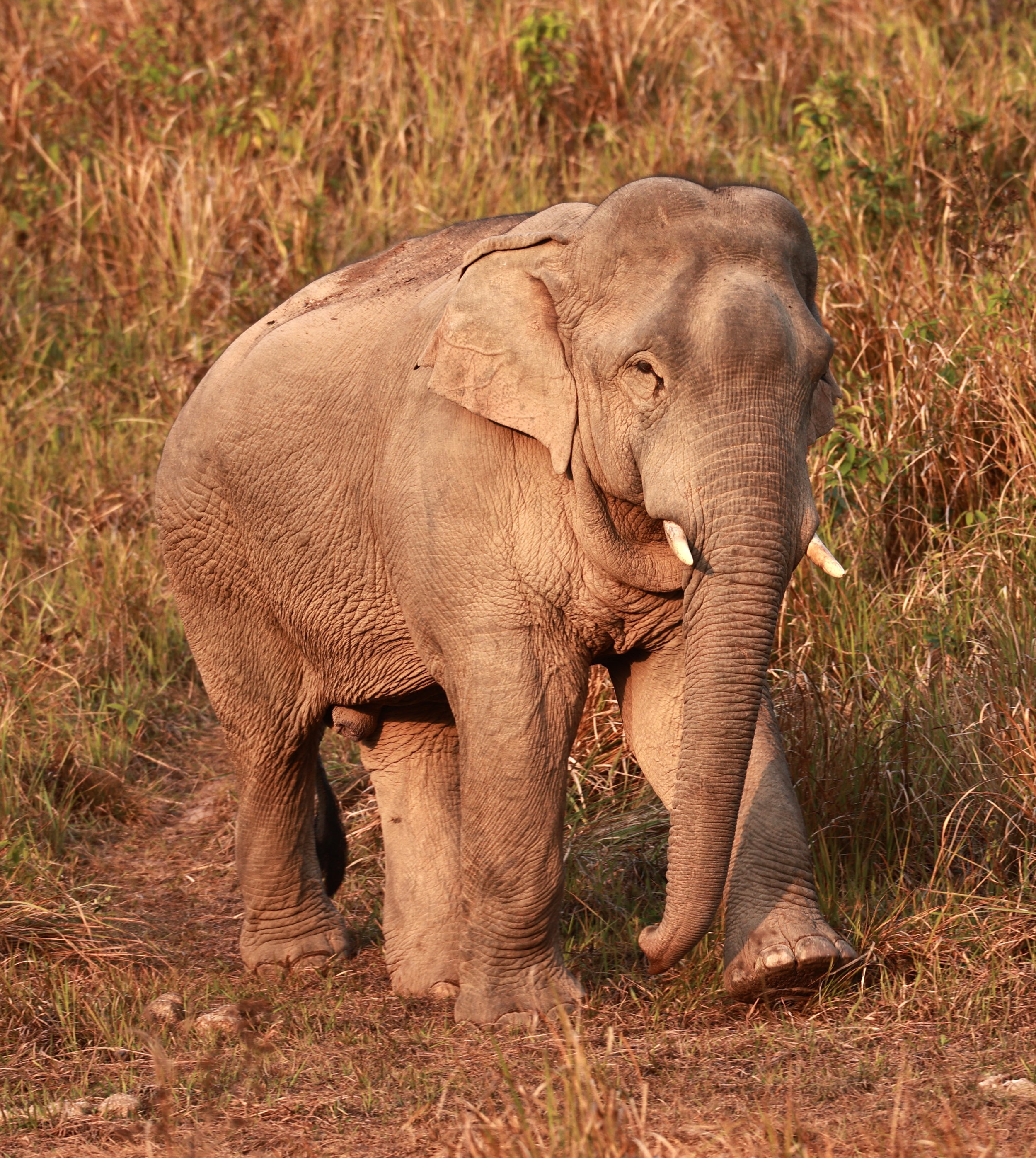 Asian Elephant (Elephas maximus) Khao Yai National Park, Thailand (59).jpg