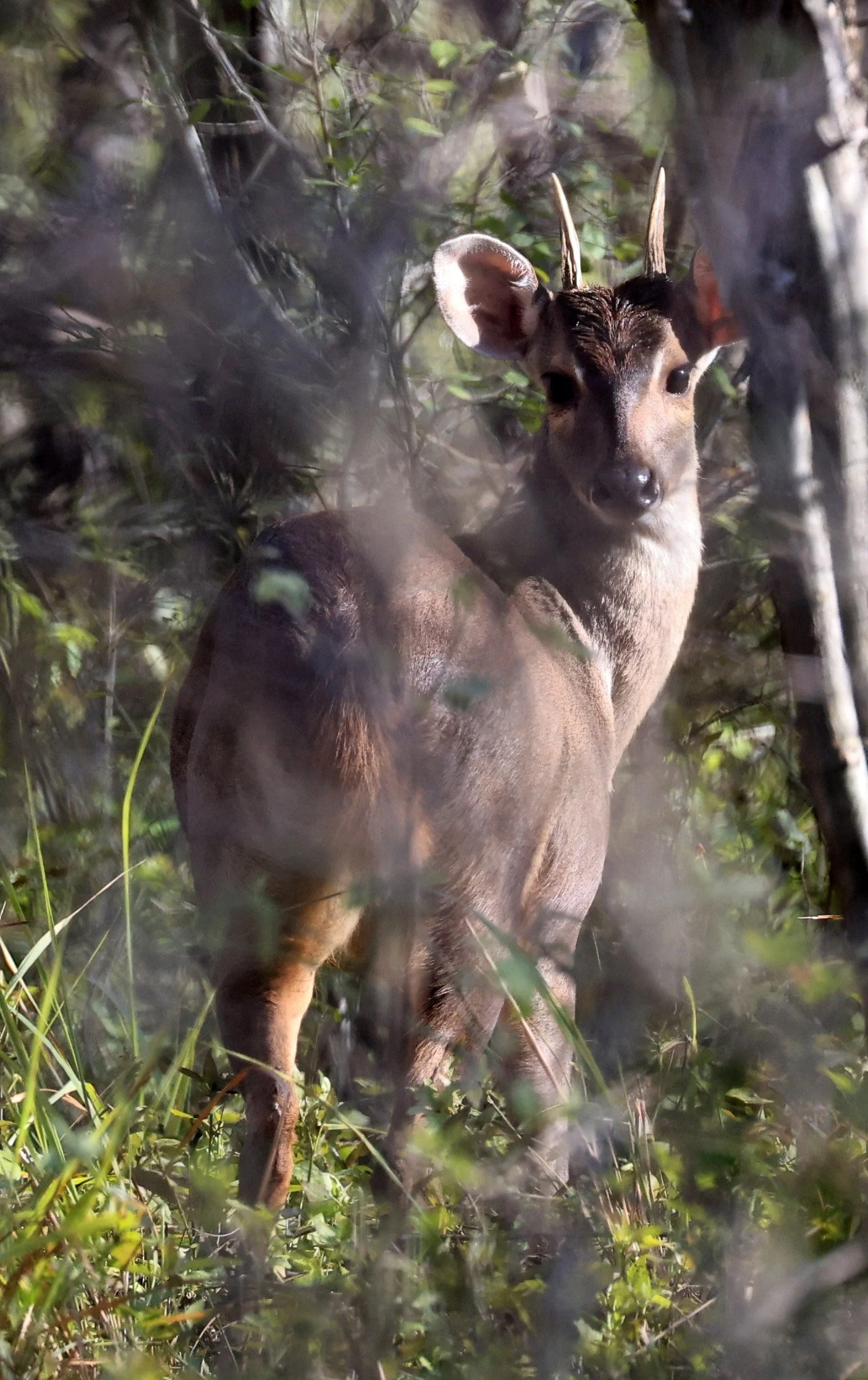 Southern Brown Brocket (Subulo gouazoubira) Selva Serena Natural Reserve (47).jpg