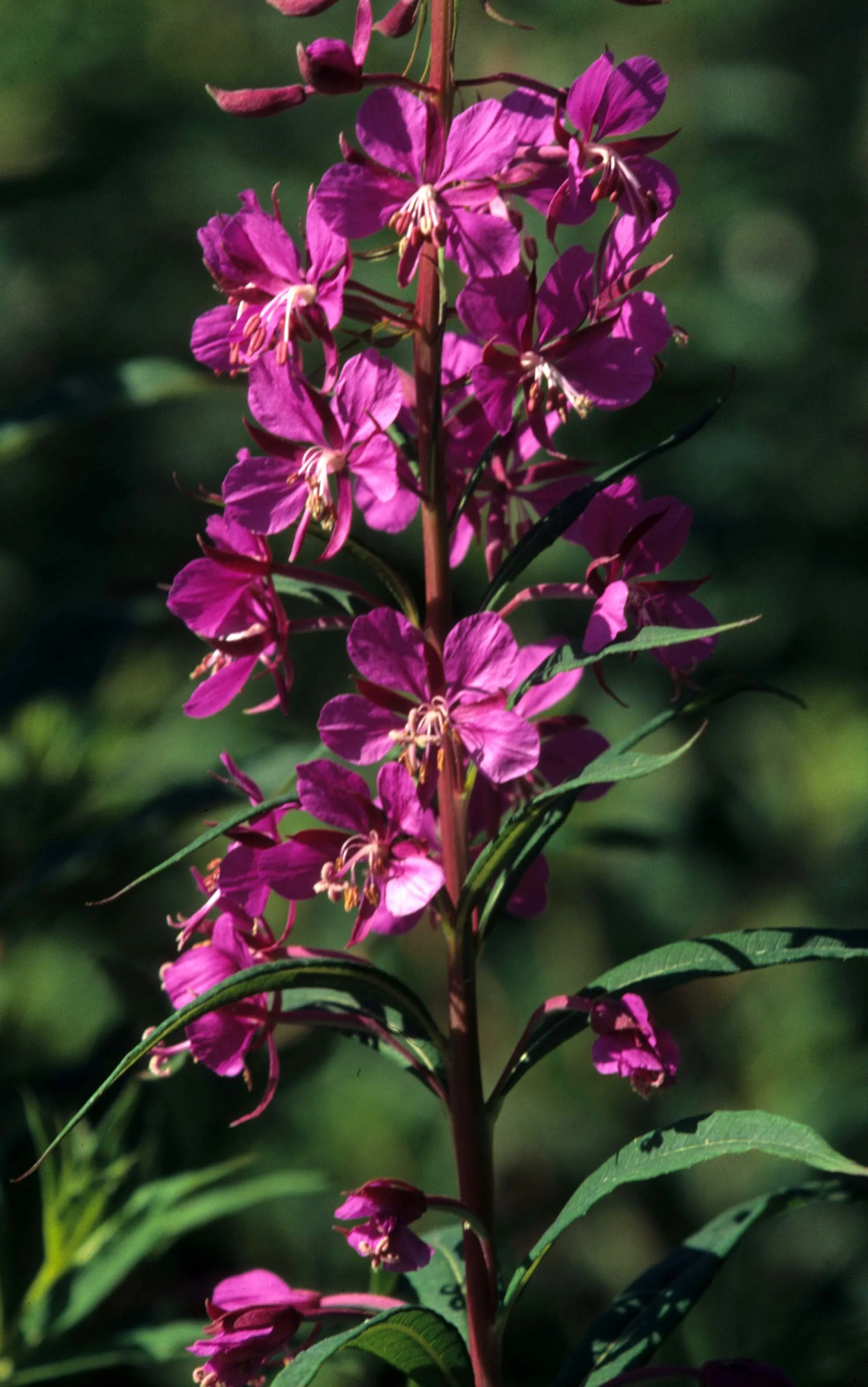 CALIFORNIA - REDWOODS NP - FIREWEED.jpg