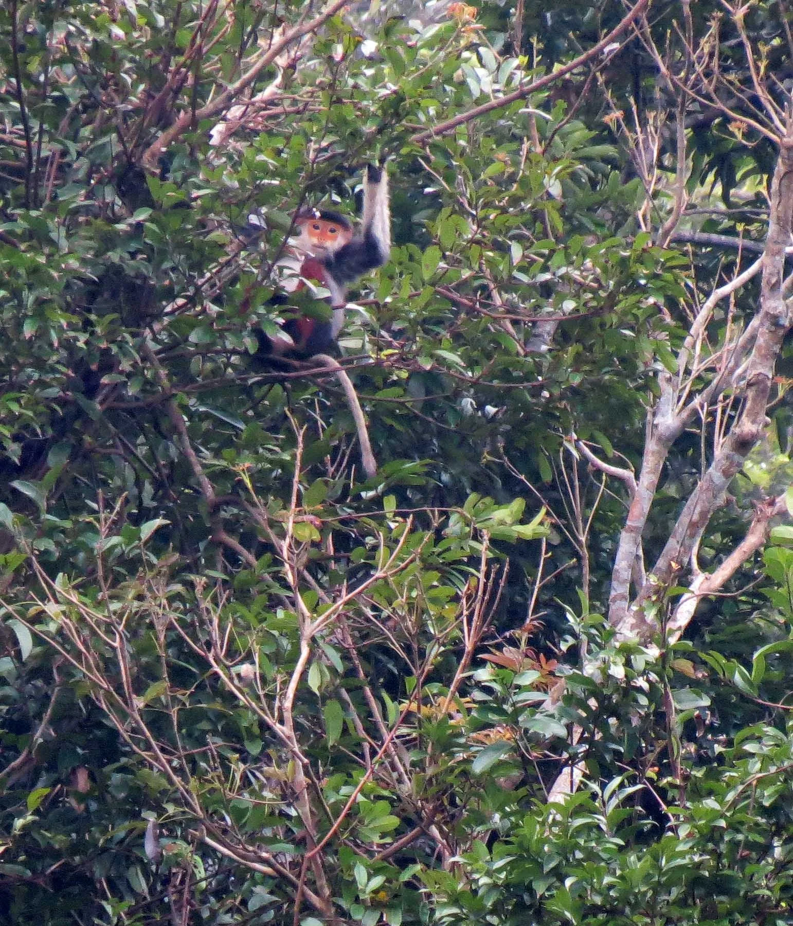 SON TRA PENINSULA - COKIE'S IMAGES (4).JPG