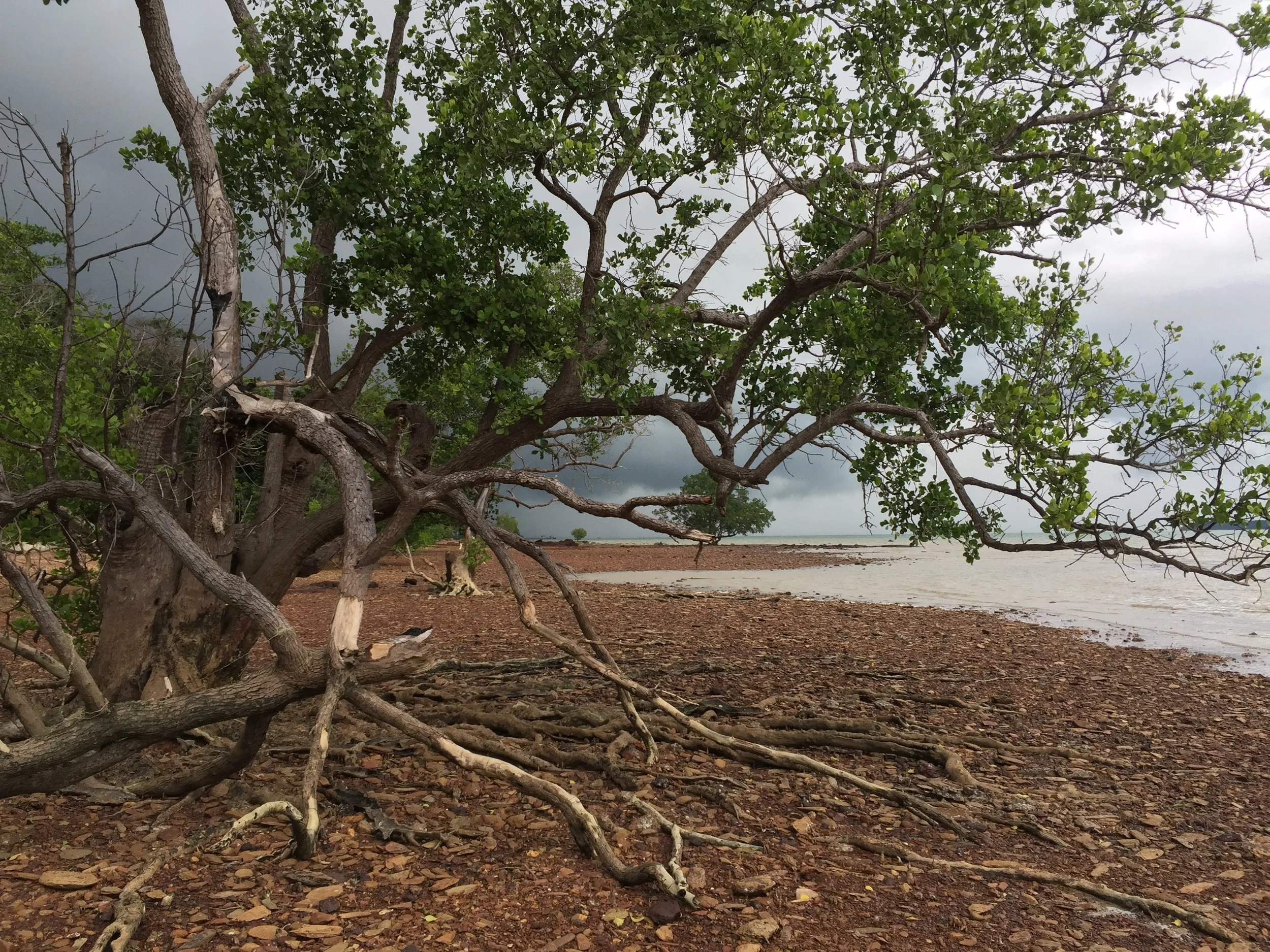2015 Koh Lanta Garden & Nature (210).JPG