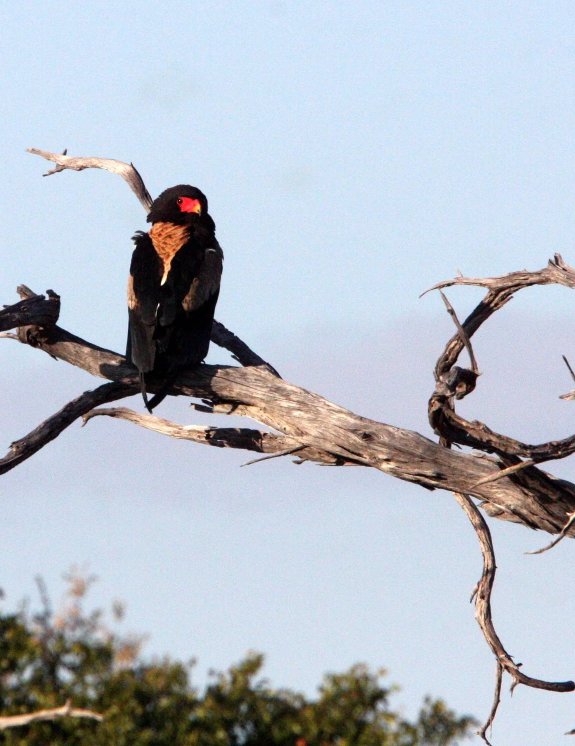 Terathopius ecaudatus - BATELEUR - KHWAI CAMP OKAVANGO BOTSWANA (9).JPG