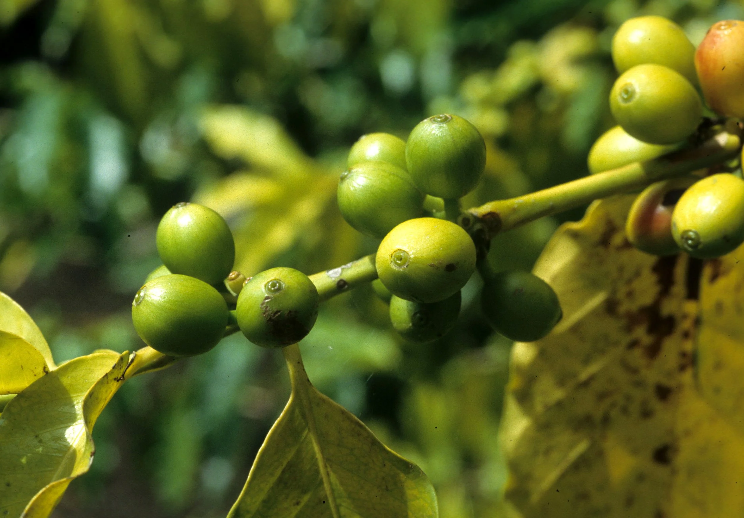 HAWAII - HAWAII - COFFEA ARABICA (2).jpg