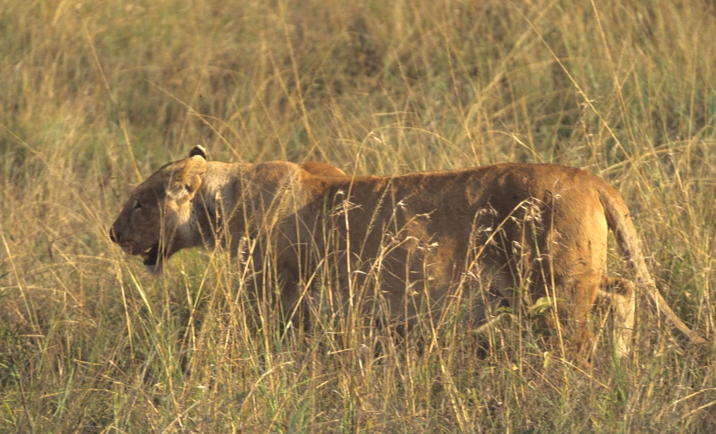 FELID - LION - SERENGETI (24).jpg