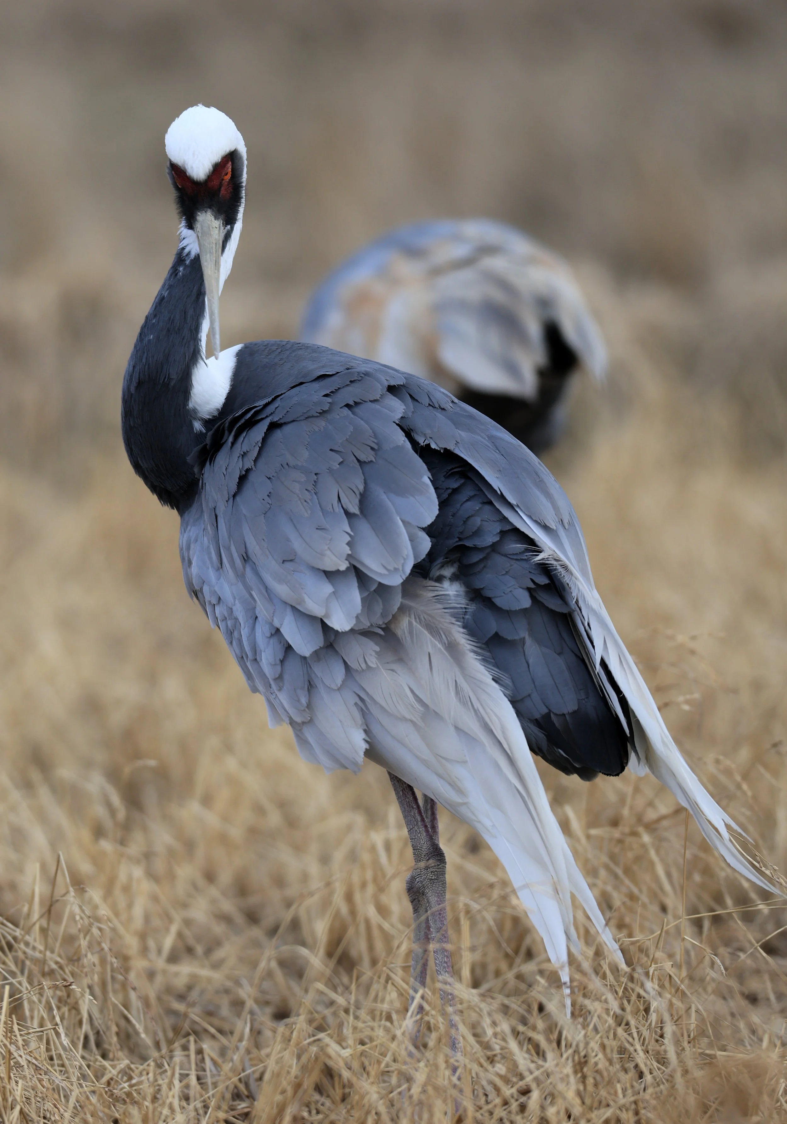 White-naped Crane (Antigone vipio) Izumi Crane Park & Center, Izumi Kagoshima Kyushu Japan (580).jpg