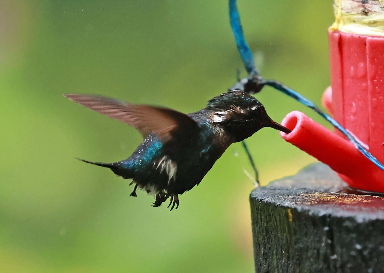 Hummingbird - Gorgeted Woodstar - Chaetocercus heliodor - San Isidro Lodge, Ecuador (25).jpg