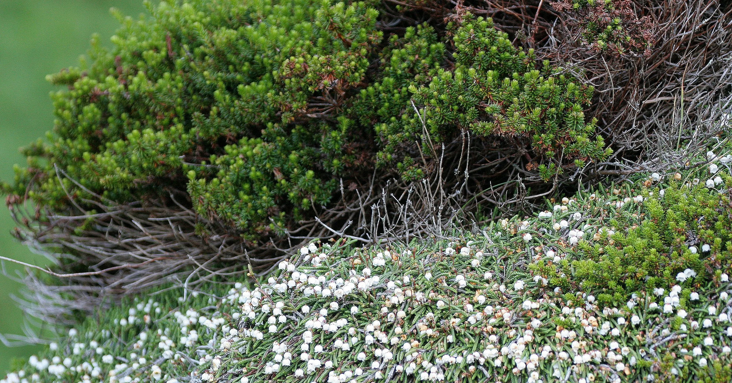 KURIL ISLANDS - FLORA  (103).jpg