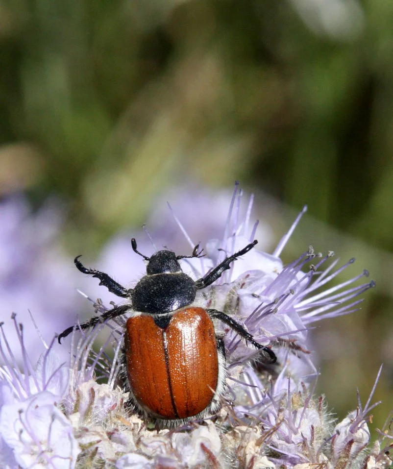 Paracotalpa ursinus - Carrizo Plains National Monument, California (3).JPG