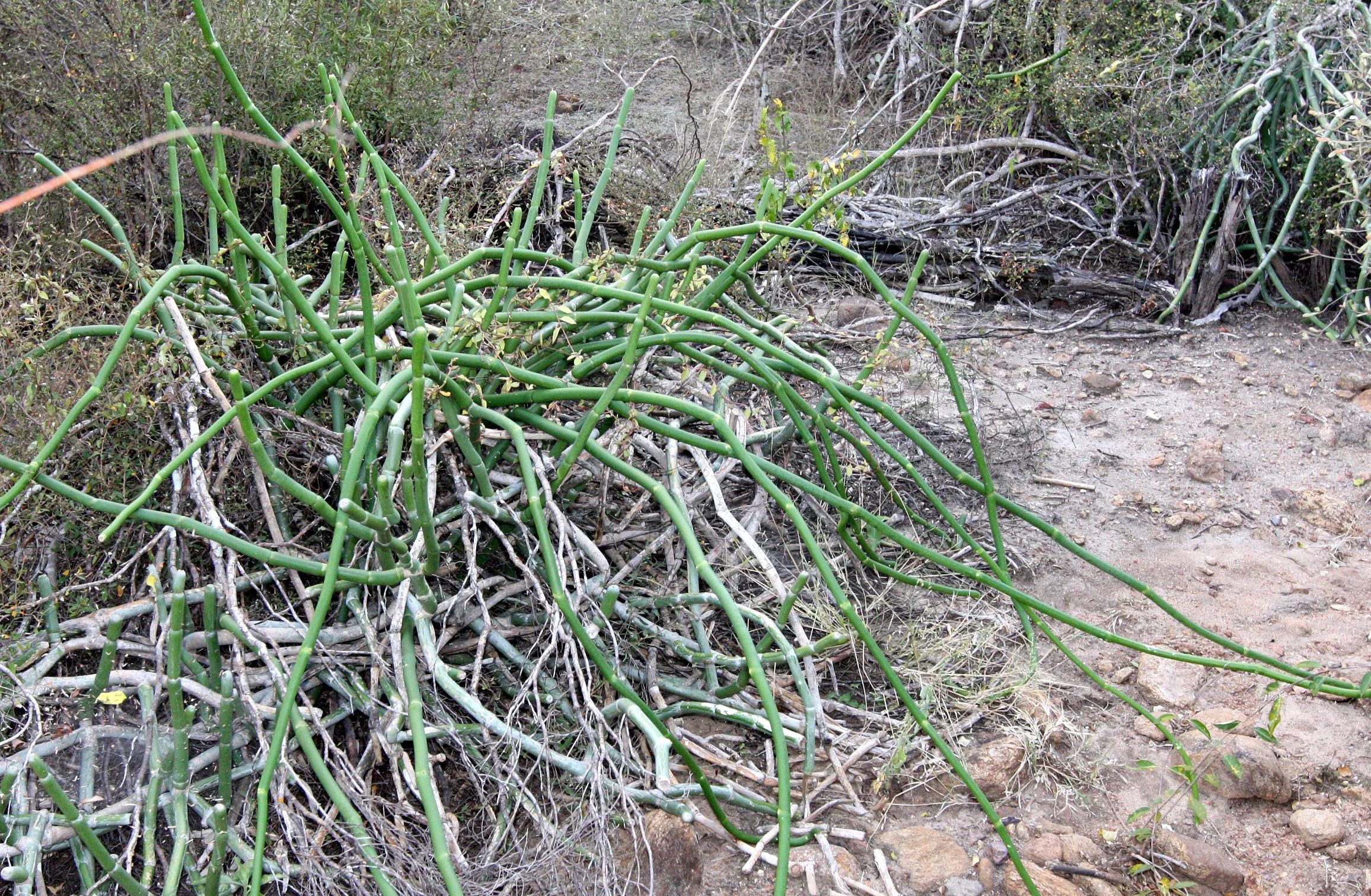 PLANT - FOLOTSIA FLORIBUNDUM - ANDOHAHELA NATIONAL PARK MADGASCAR (26).JPG