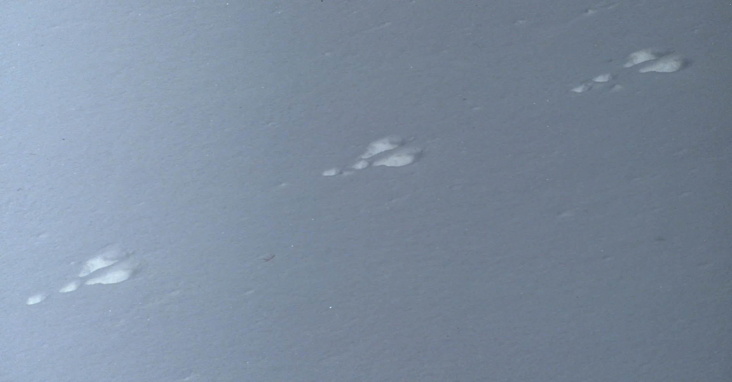 YELLOWSTONE IN WINTER MM.jpg