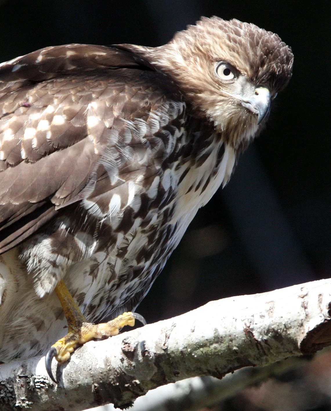 Buteo jamaicensis - RED-TAILED HAWK - TWIN RIVER ROAD OLYMPIC PENINSULA (7).JPG