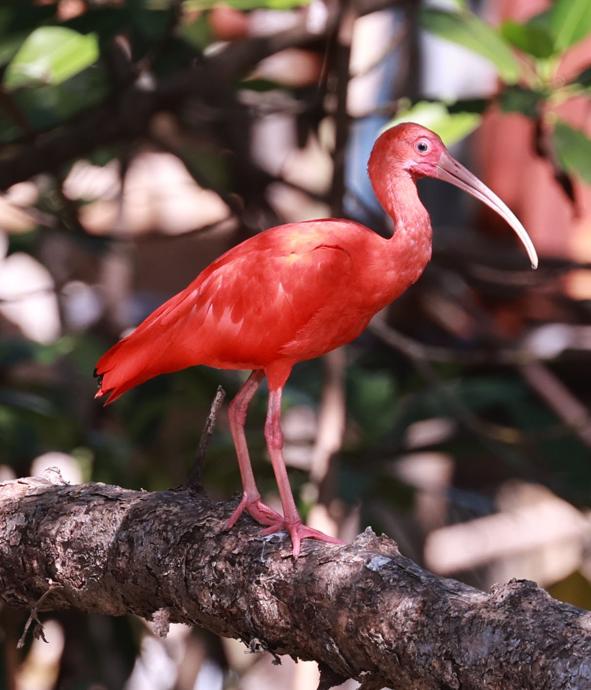 Ibis - Scarlet Ibis - Eudocimus ruber - 29 Songkaow Cafe, Chachoengsao Thailand (36).jpg