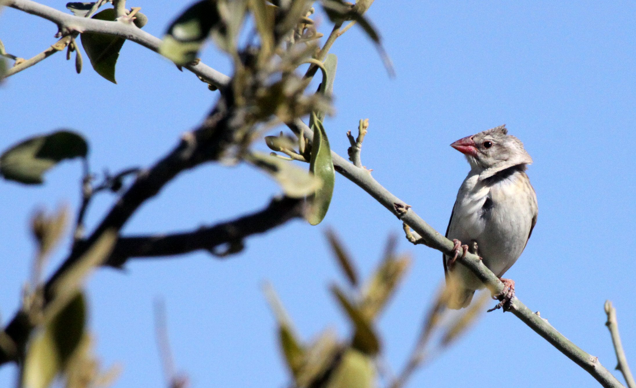 Red-billed Quelea (Quelea quelea) Chobe NP Botswana (2).JPG