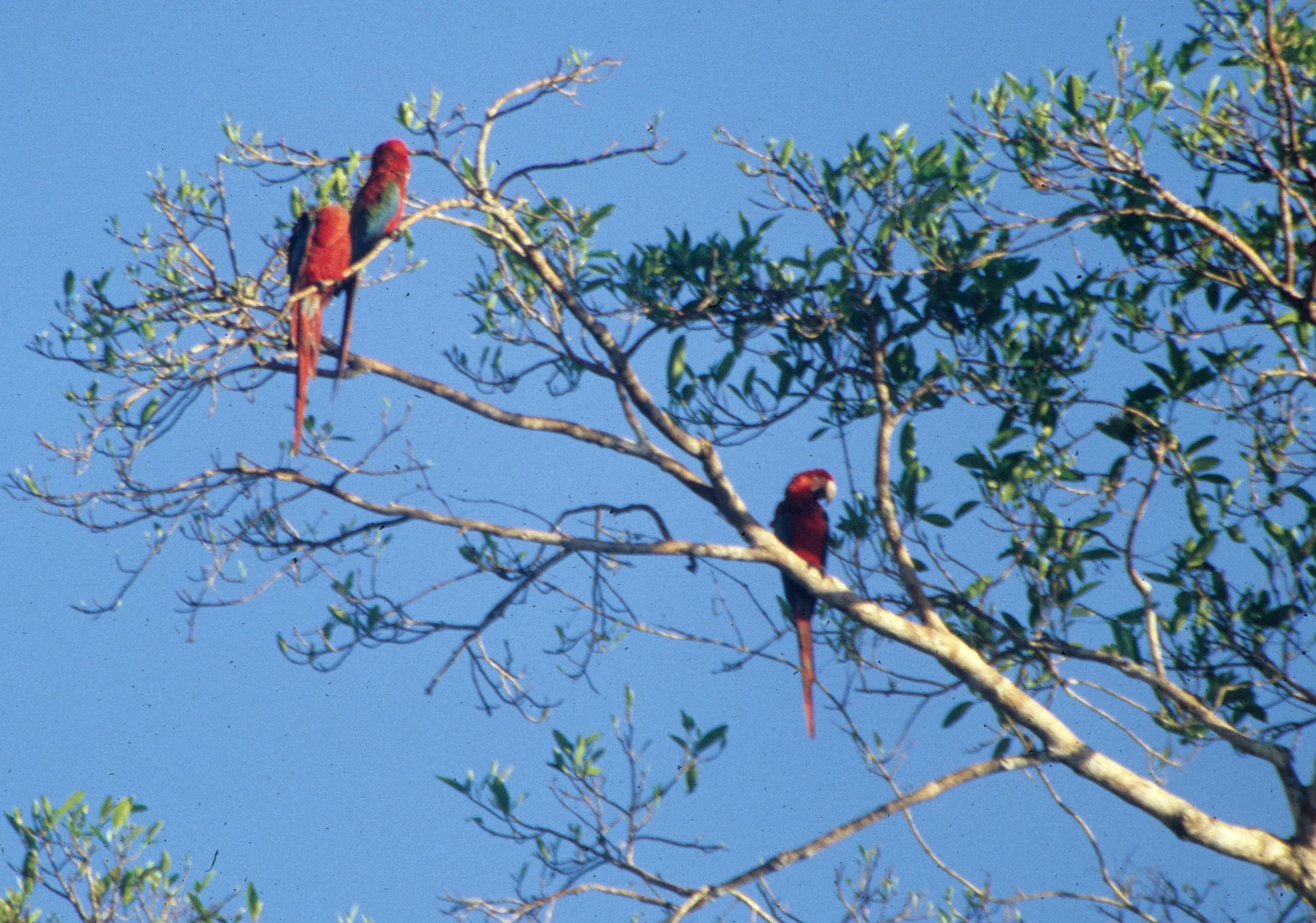 BIRD - MACAW - RED AND GREEN - MANU.jpg