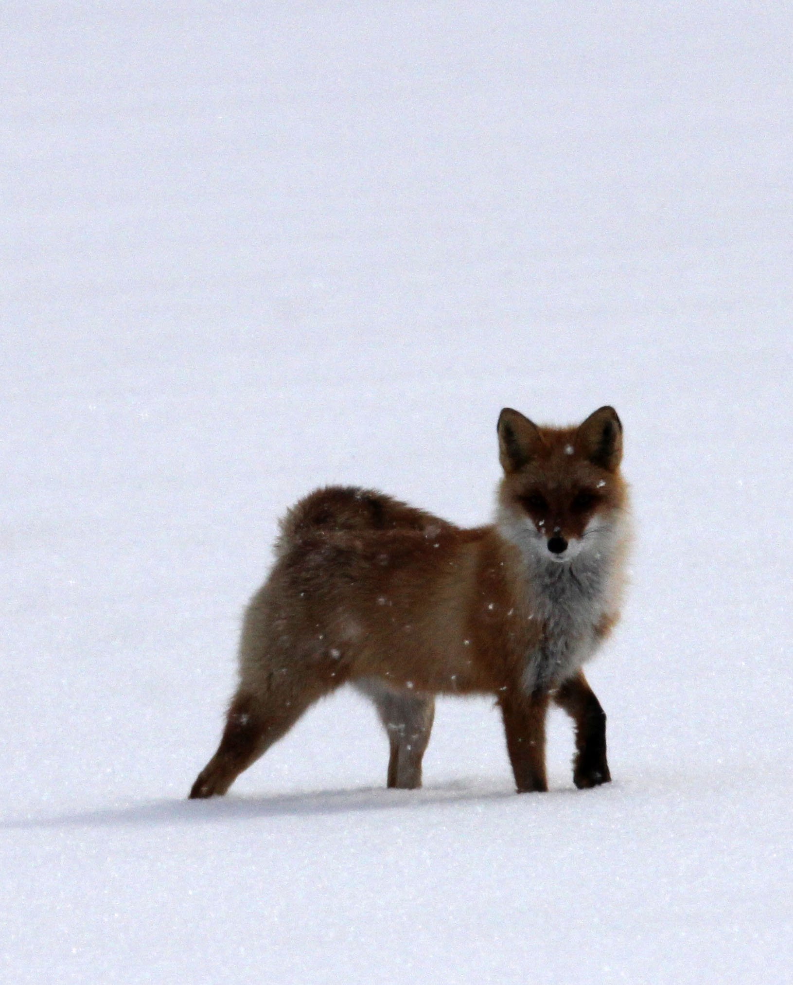 FOX - Vulpes vulpes schrencki - HOKKAIDO RED FOX - TSURUI HOKKAIDO (69).JPG