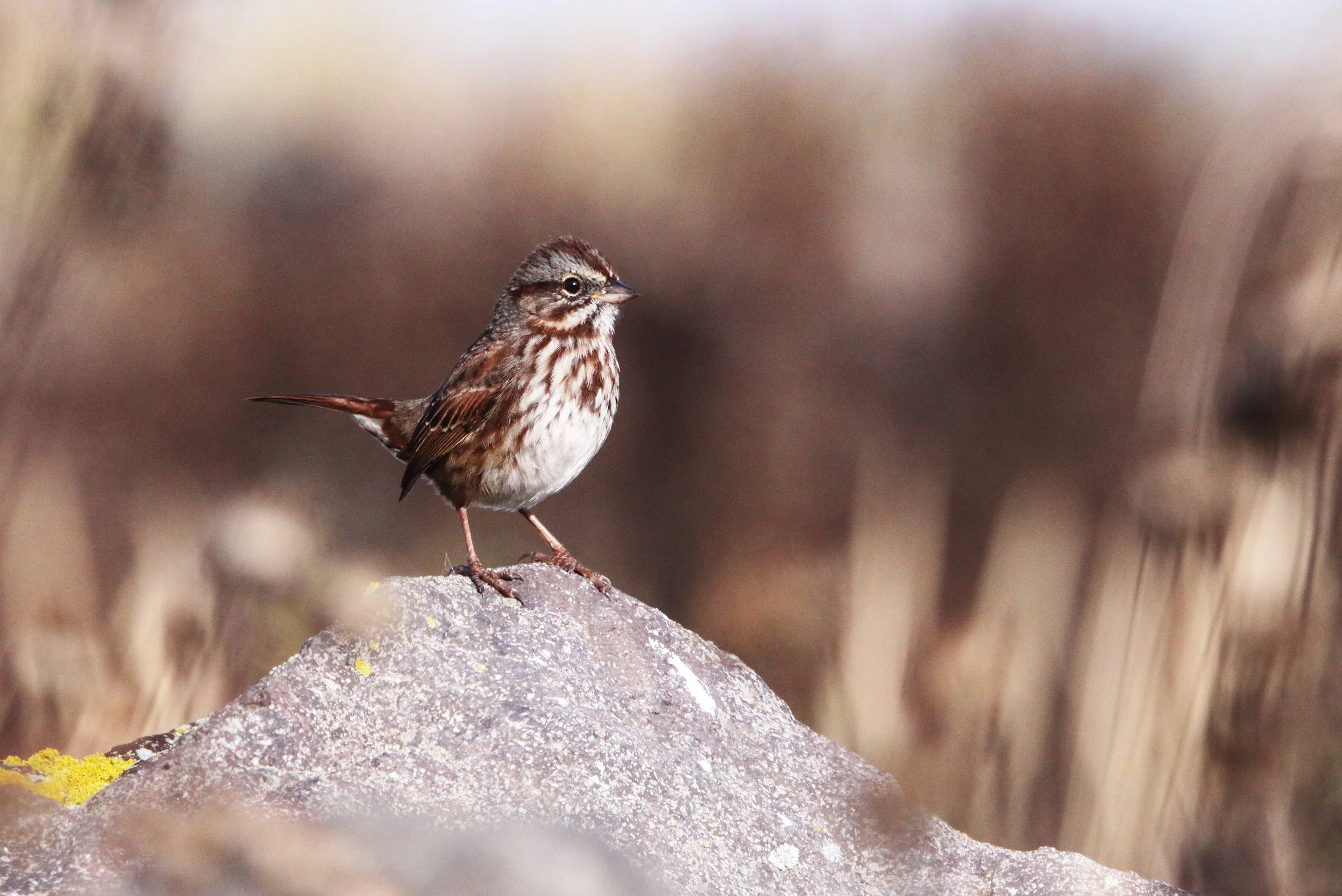 BIRD - SPARROW - FOX SPARROW - JAMESTOWN WA (24).JPG
