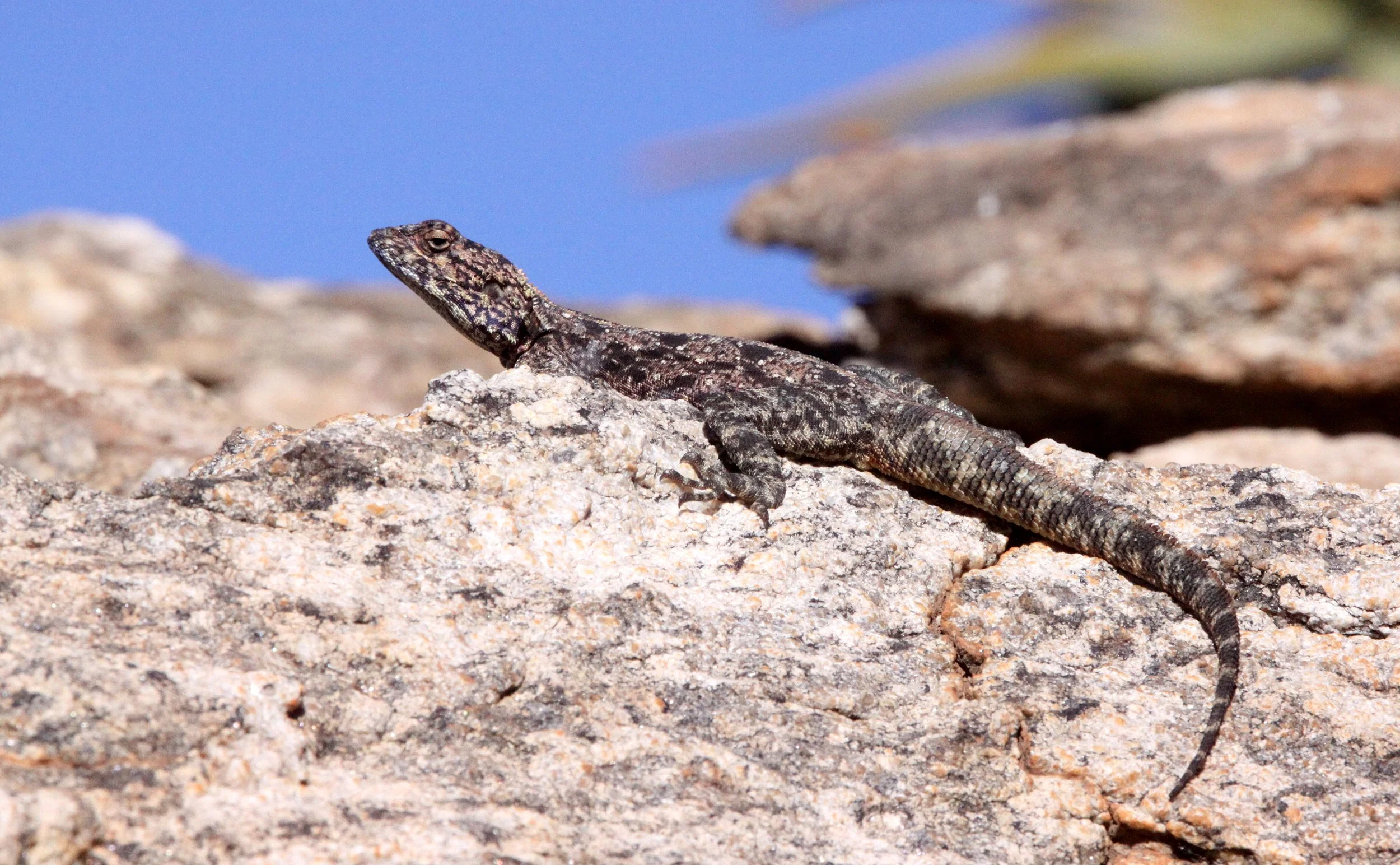 Agama atra - SOUTHERN ROCK AGAMA - NAMAQUALAND - GOEGAP NATURE PRESERVE SOUTH AFRICA (16).JPG