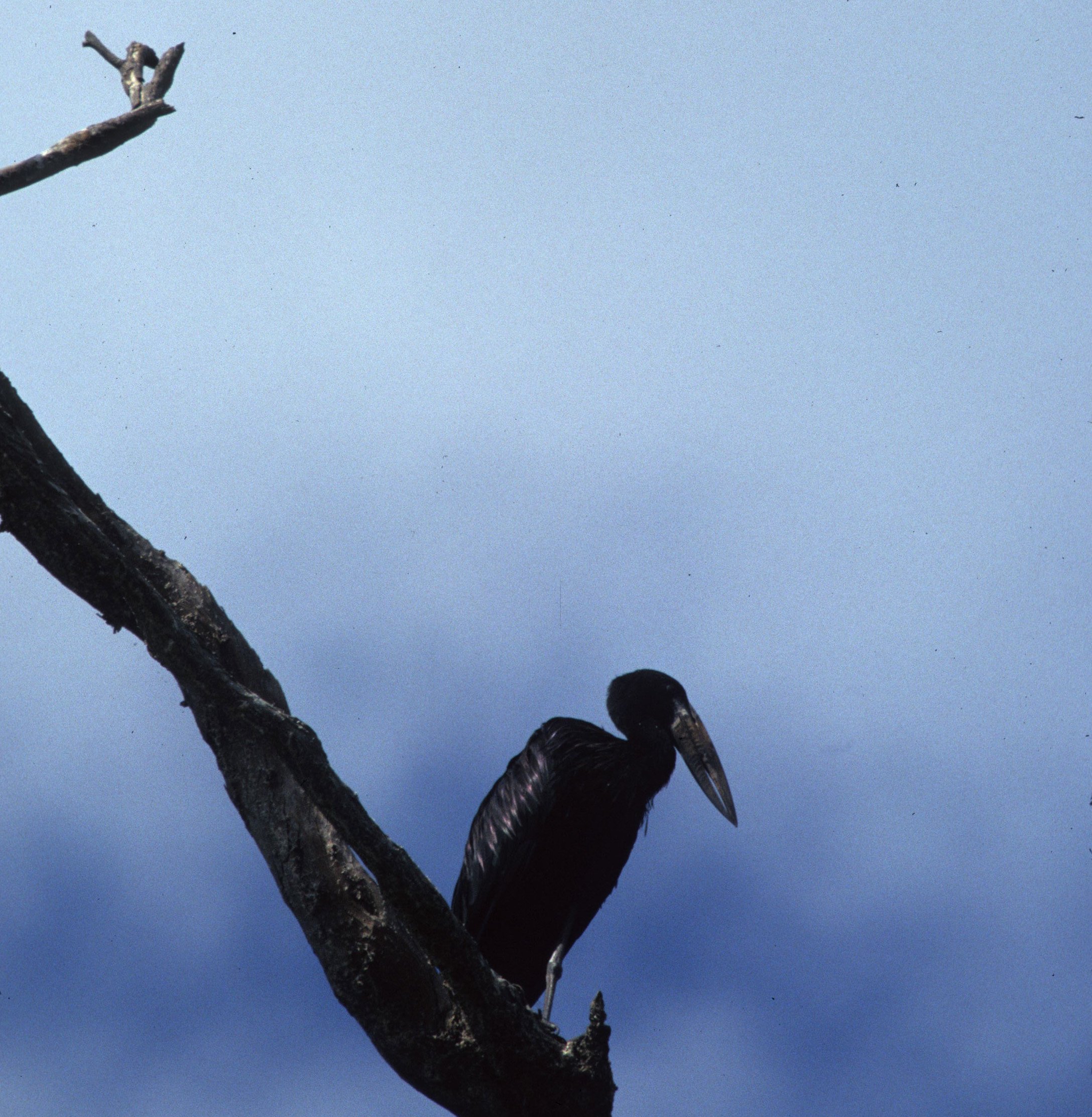 STORK - AFRICAN OPENBILL STORK - Anastomus lamelligerus - QUEEN ELIZABETH NATIONAL PARK UGANDA (6).jpg