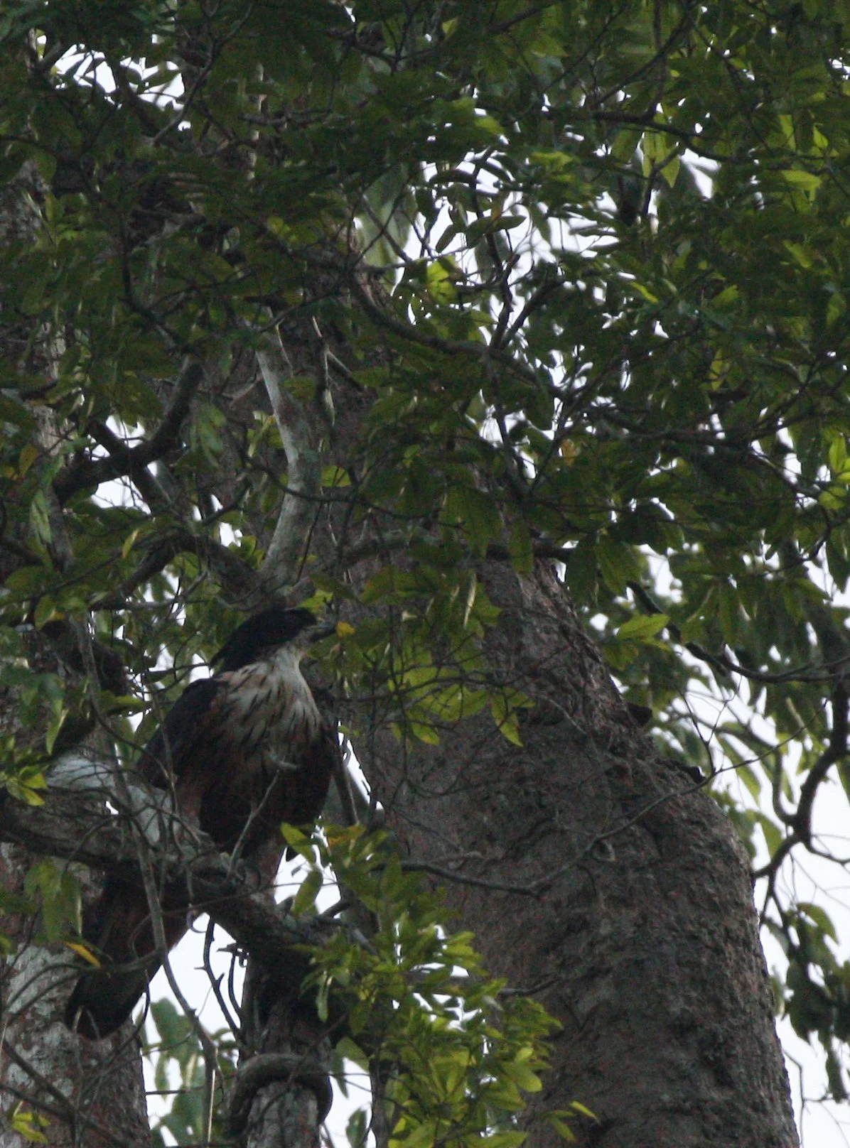 Hieraaetus kienerii - RUFOUS-BELLIED EAGLE - KAENG KRACHAN NP THAILAND (40).JPG