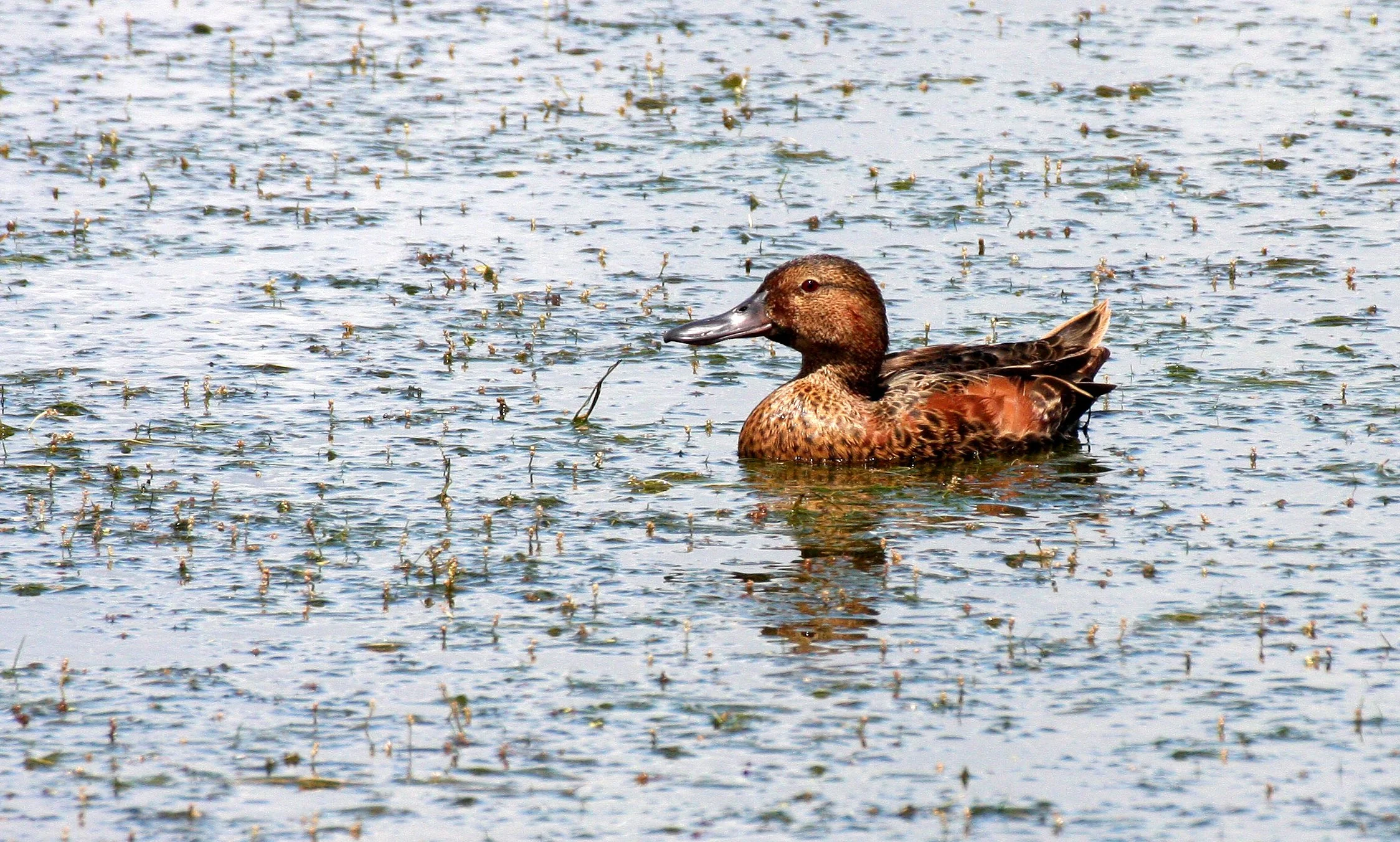 BIRD - DUCK - TEAL - CINNAMON TEAL FEMALE - RIDGEFIELD NWR WA (12).JPG