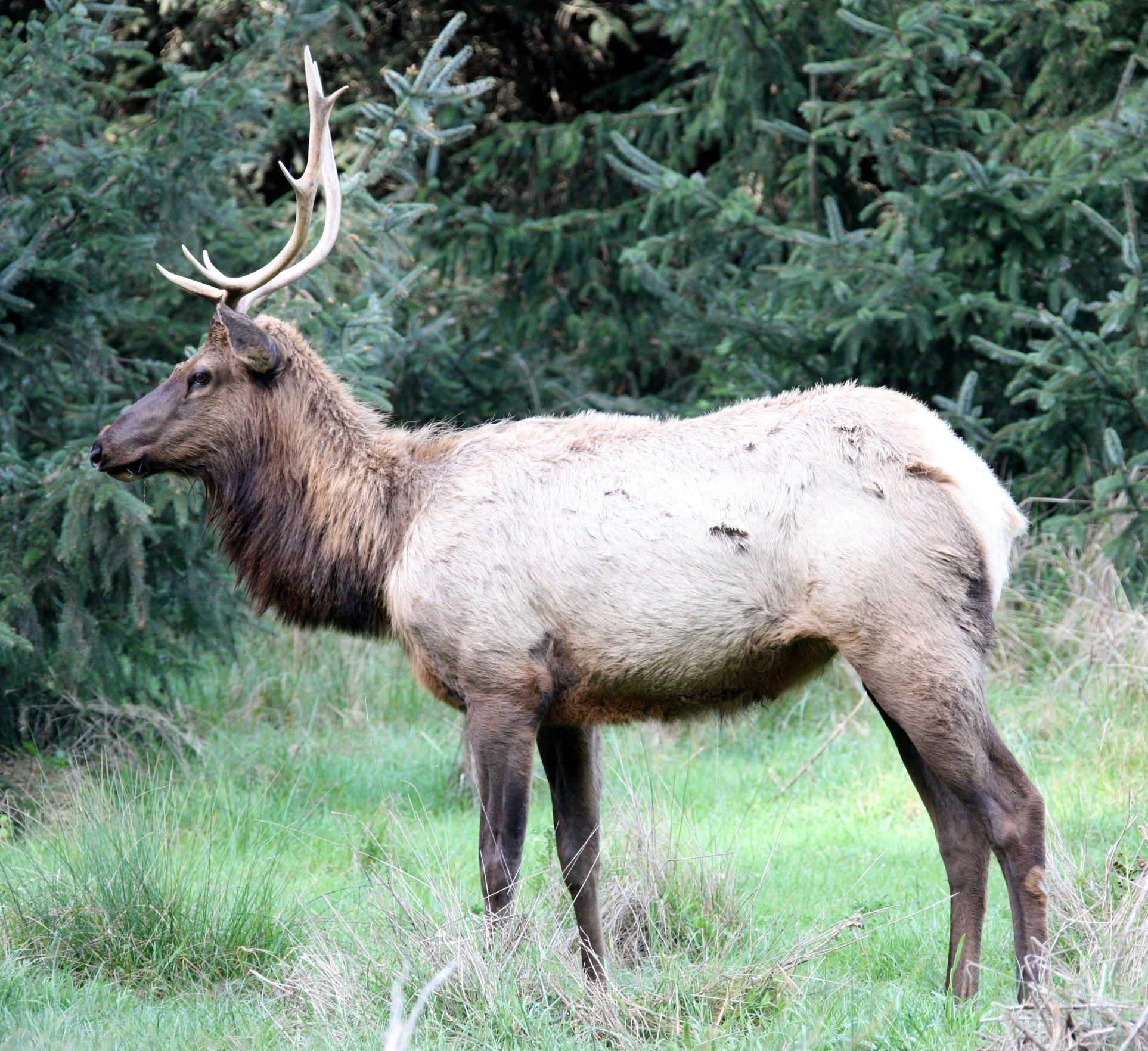 CERVID - ELK - ROOSEVELT ELK - PRAIRIE CREEK STATE PARK CALIFORNIA (8).JPG