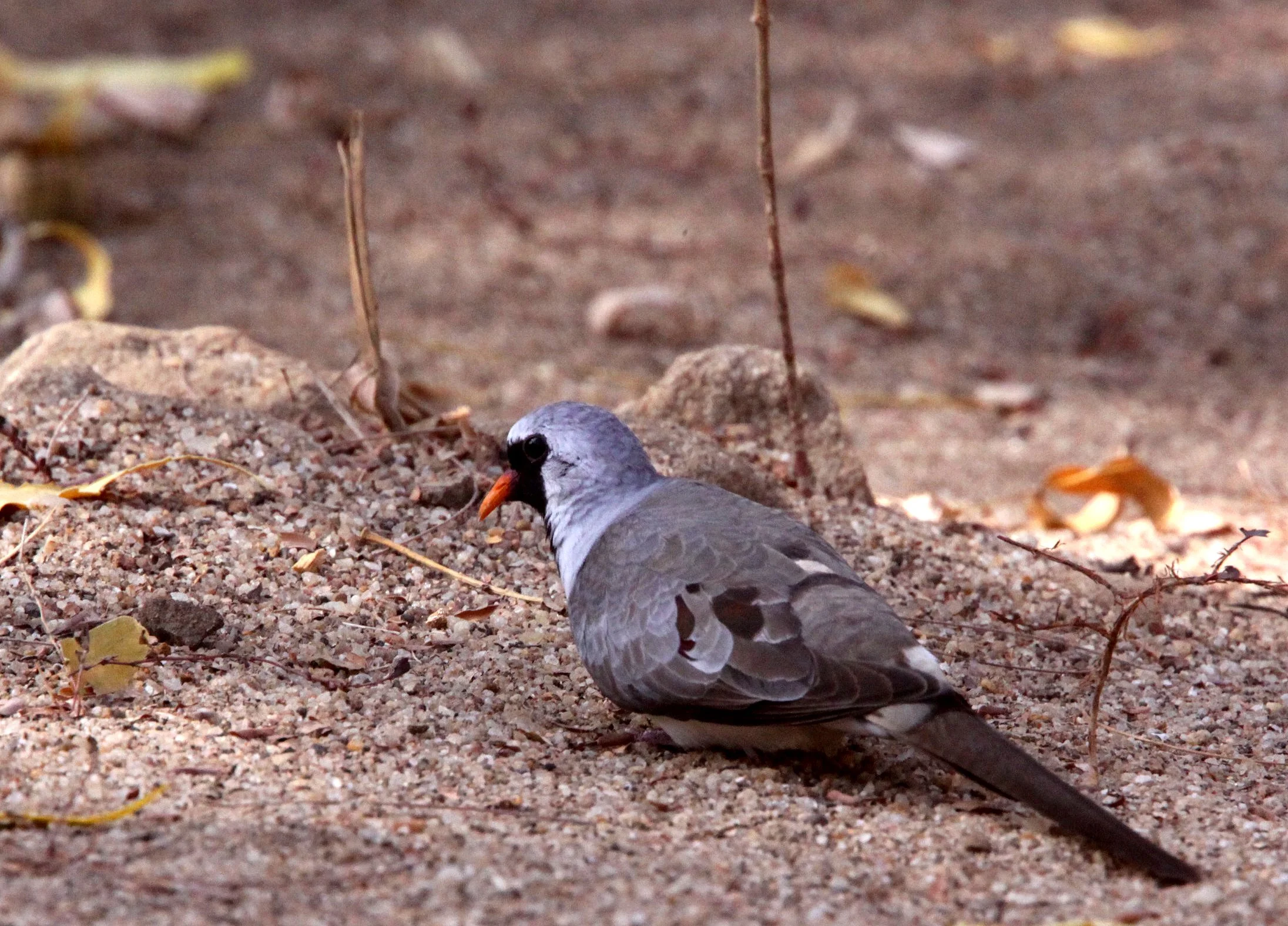 Namaqua Dove (Oena capensis) Kirindy NP Madagascar (1).JPG