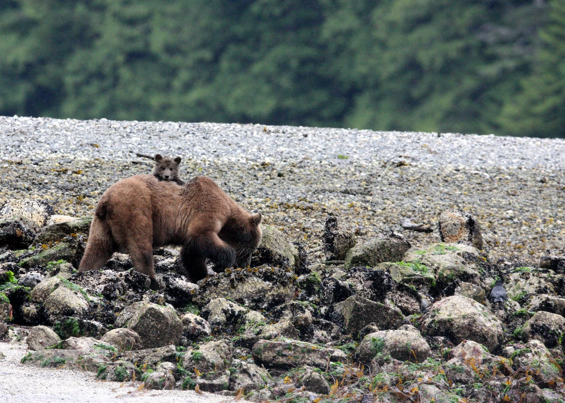 Ursus arctos stikeenensis - STICKEEN'S GRIZZLY BEAR - MOM AND HER FIRST YEAR CUBS - KNIGHT'S INLET BRITISH COLUMBIA (304).JPG