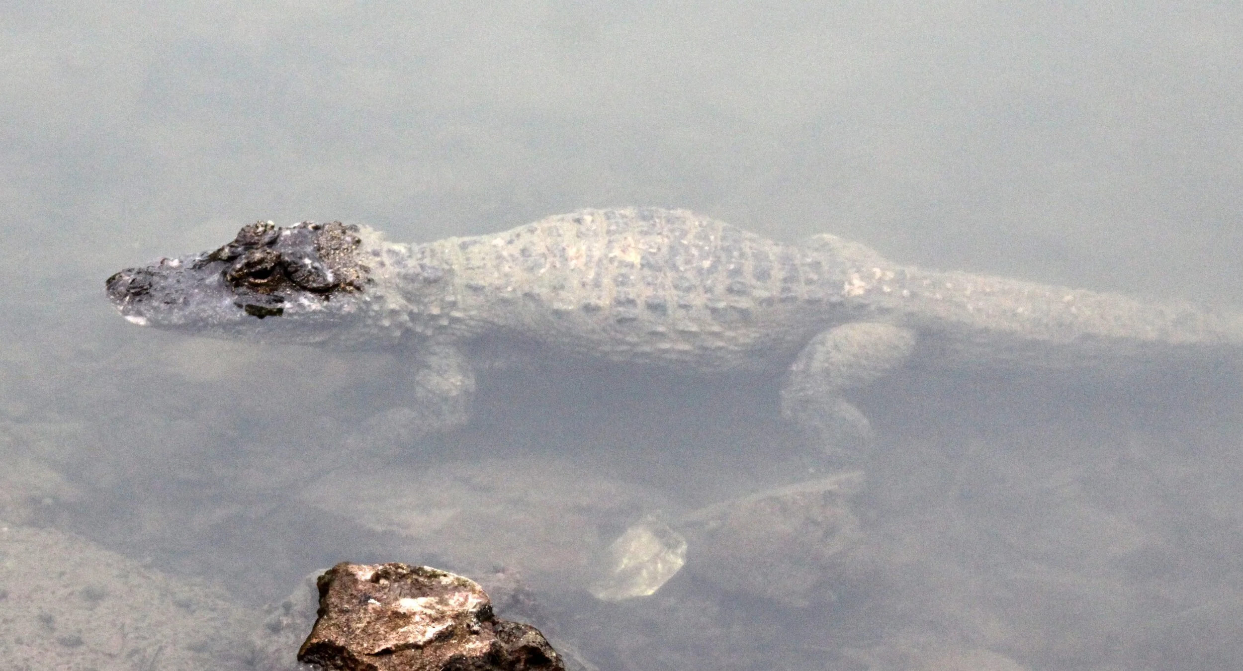 Alligator sinensis - CHINESE ALLIGATOR - CHINESE ALLIGATOR BREEDING CENTER - XUANCHENG CHINA (56).JPG