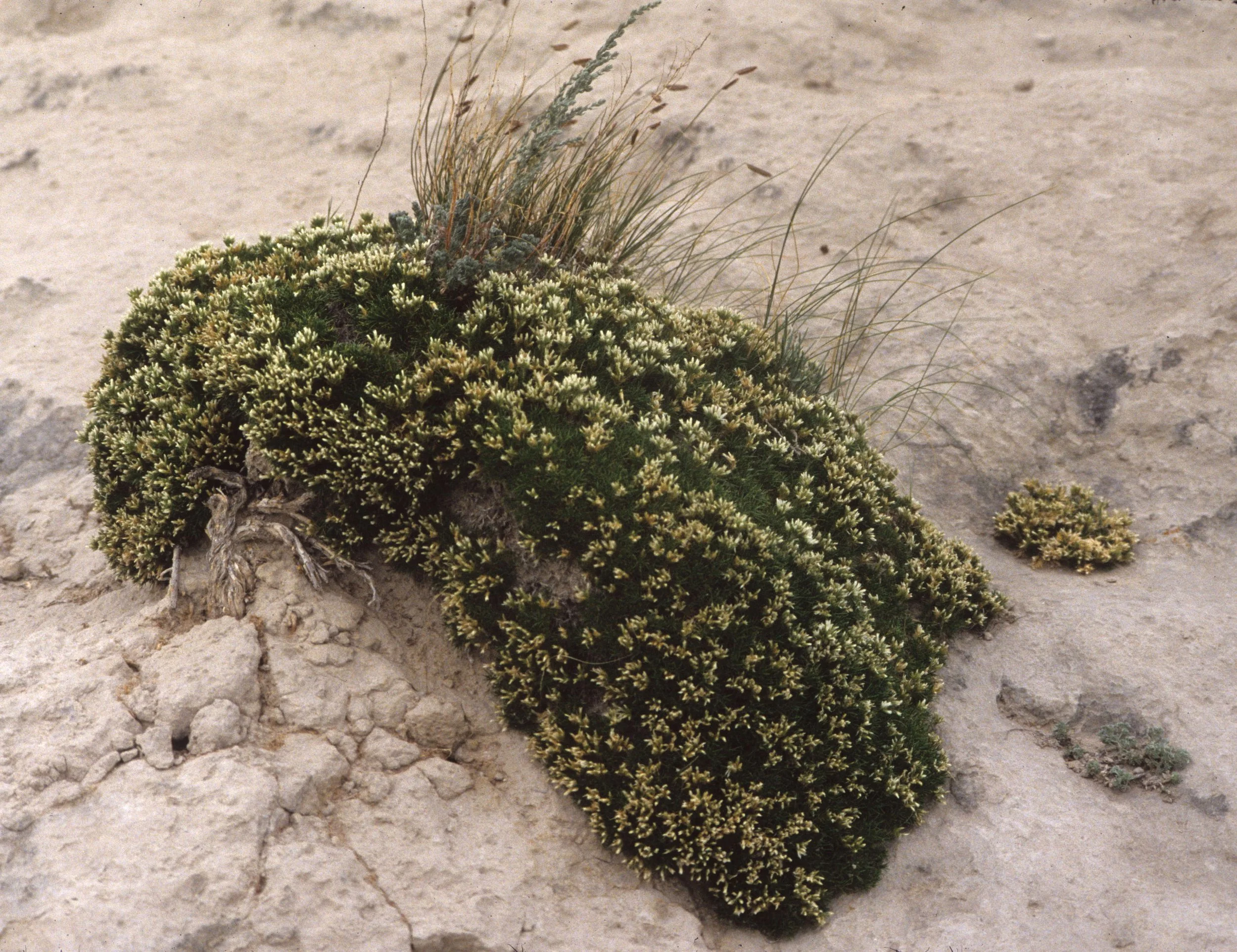 GREAT PLAINS - CAMPION SPECIES - CHIMNEY ROCK NM NEBRASKA.jpg