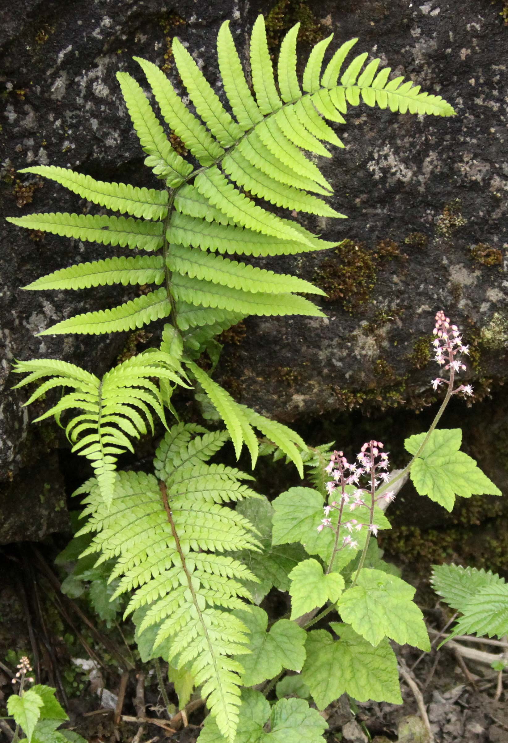 WAWU SHAN MOUNTAIN GEOPARK - SICHUAN CHINA - CHINA ALIVE 2011 (27).JPG