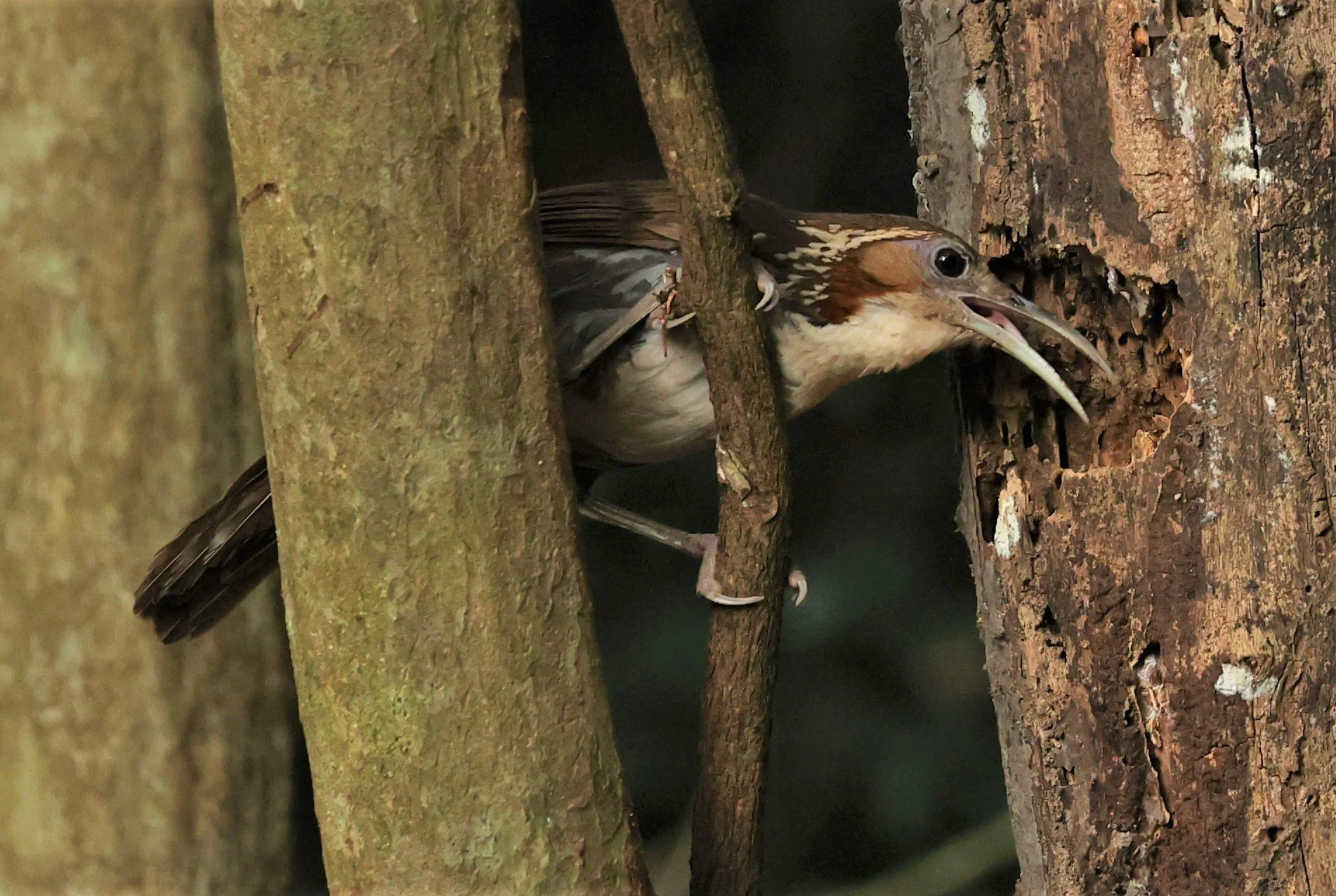 SCIMITAR BABBLER - Erythrogenys hypoleucos - LARGE SCIMITAR BABBLER - NUY HIDE NEAR KAENG KRACHAN FEB 2022 (45).jpg