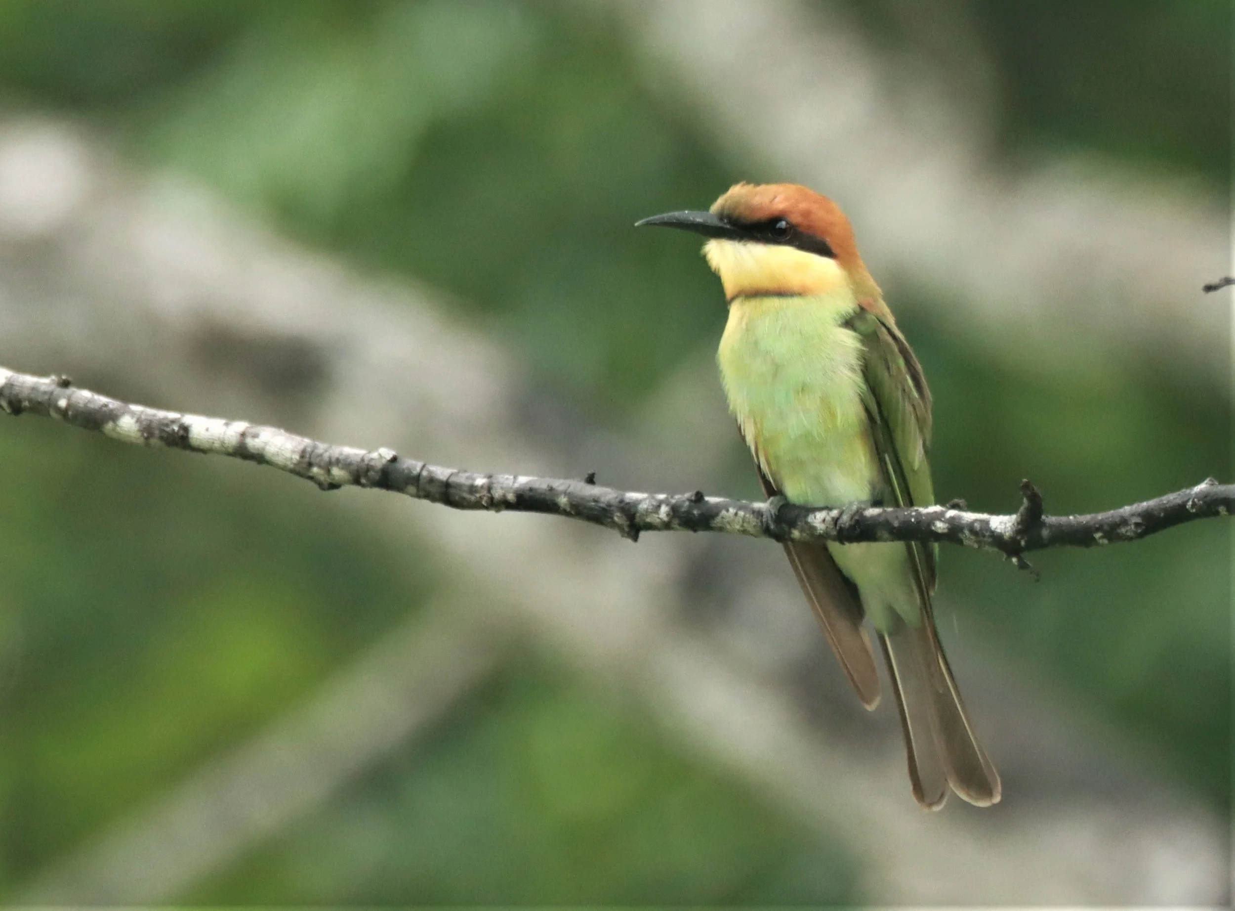 BEE-EATER - CHESTNUT-HEADED BEE-EATER - Merops leschenaulti - KHAO SOK SURAT THANI (6).jpg