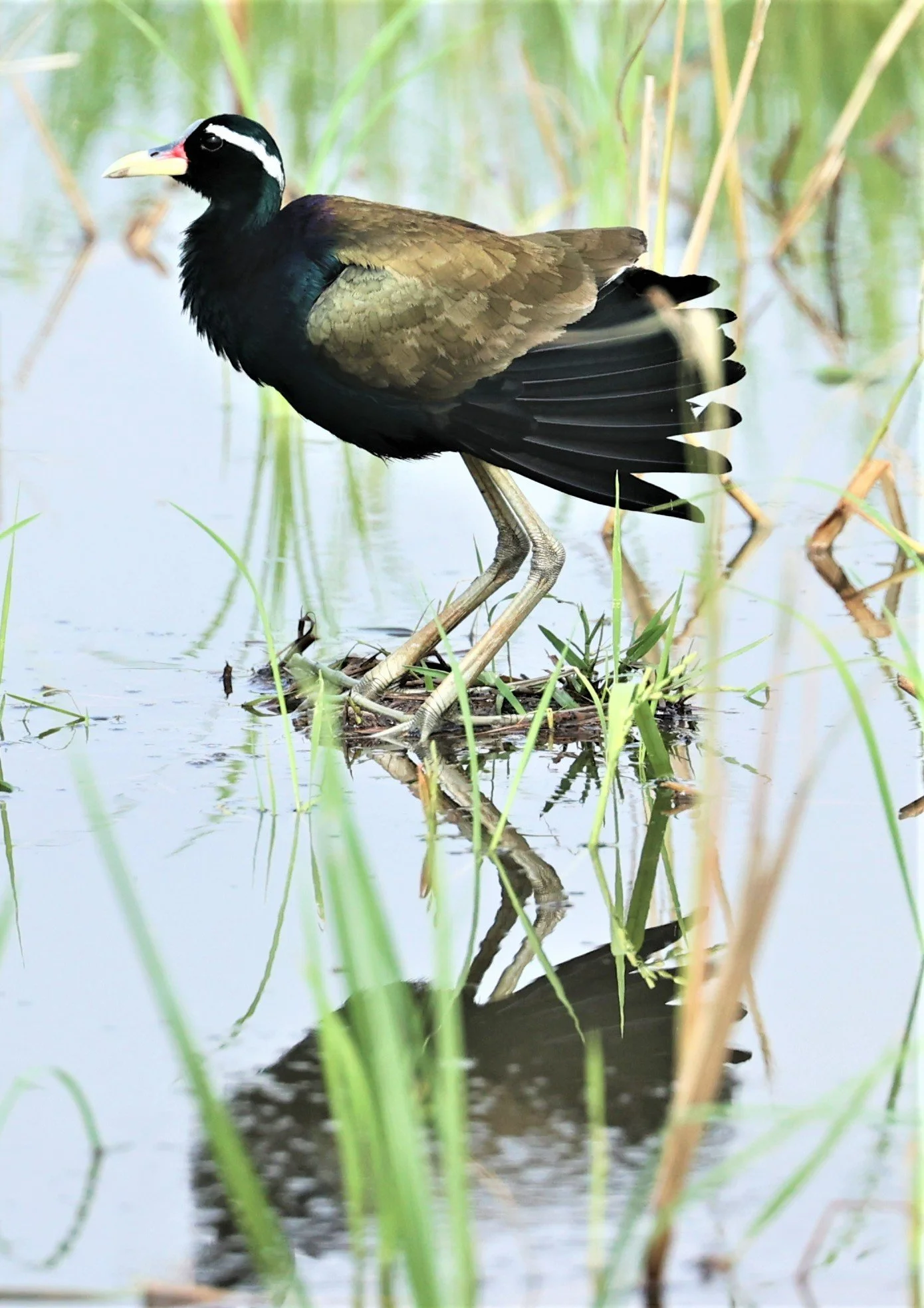 JACANA - BRONZE-WINGED JACANA - Metopidius indicus - PATHUM THANI RICE RESEARCH CENTER MAY 7 2022 (9).jpg