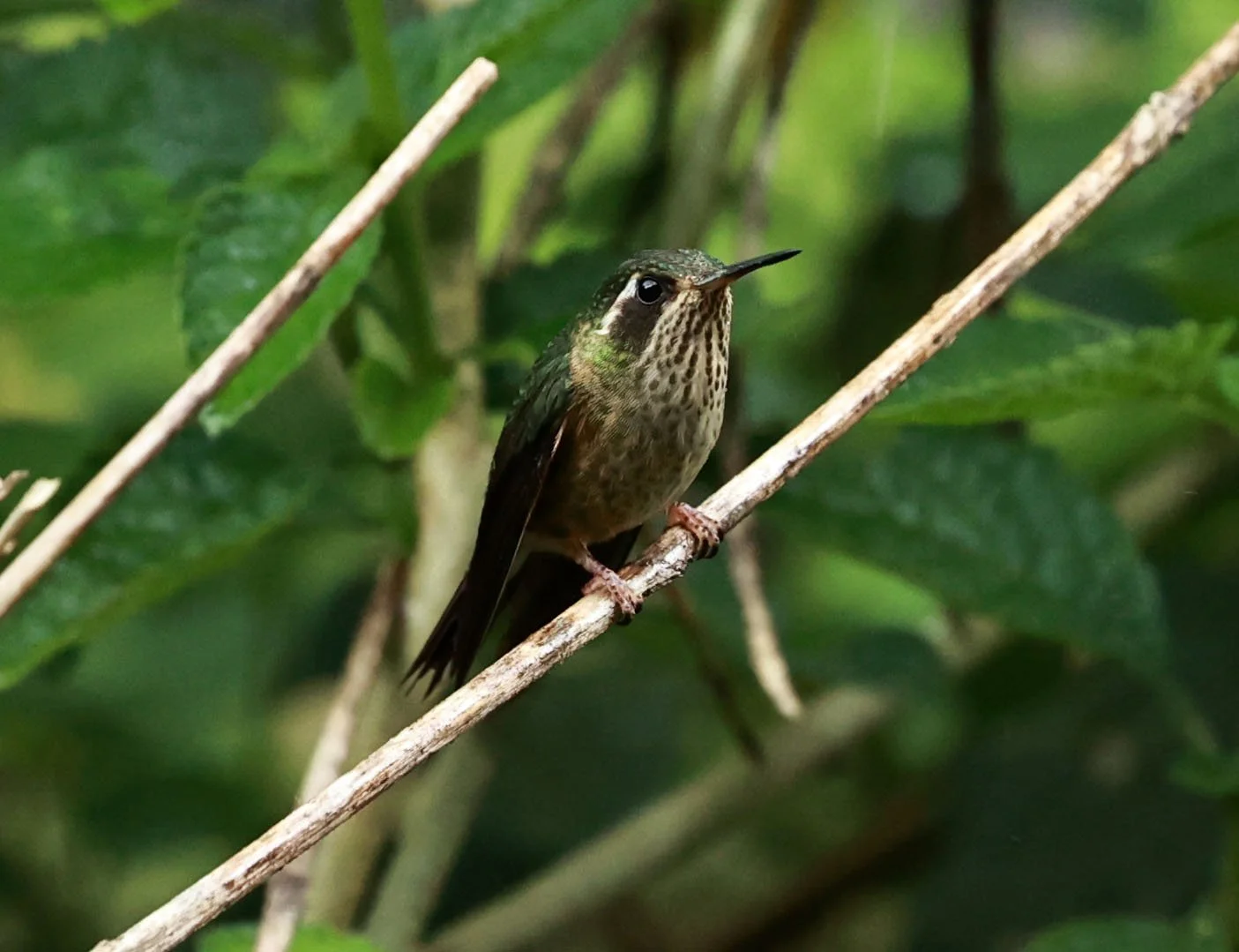 Hummingbird - Speckled Hummingbird - Adelomyia melanogenys - San Isidro Lodge, Ecuador (1).jpg