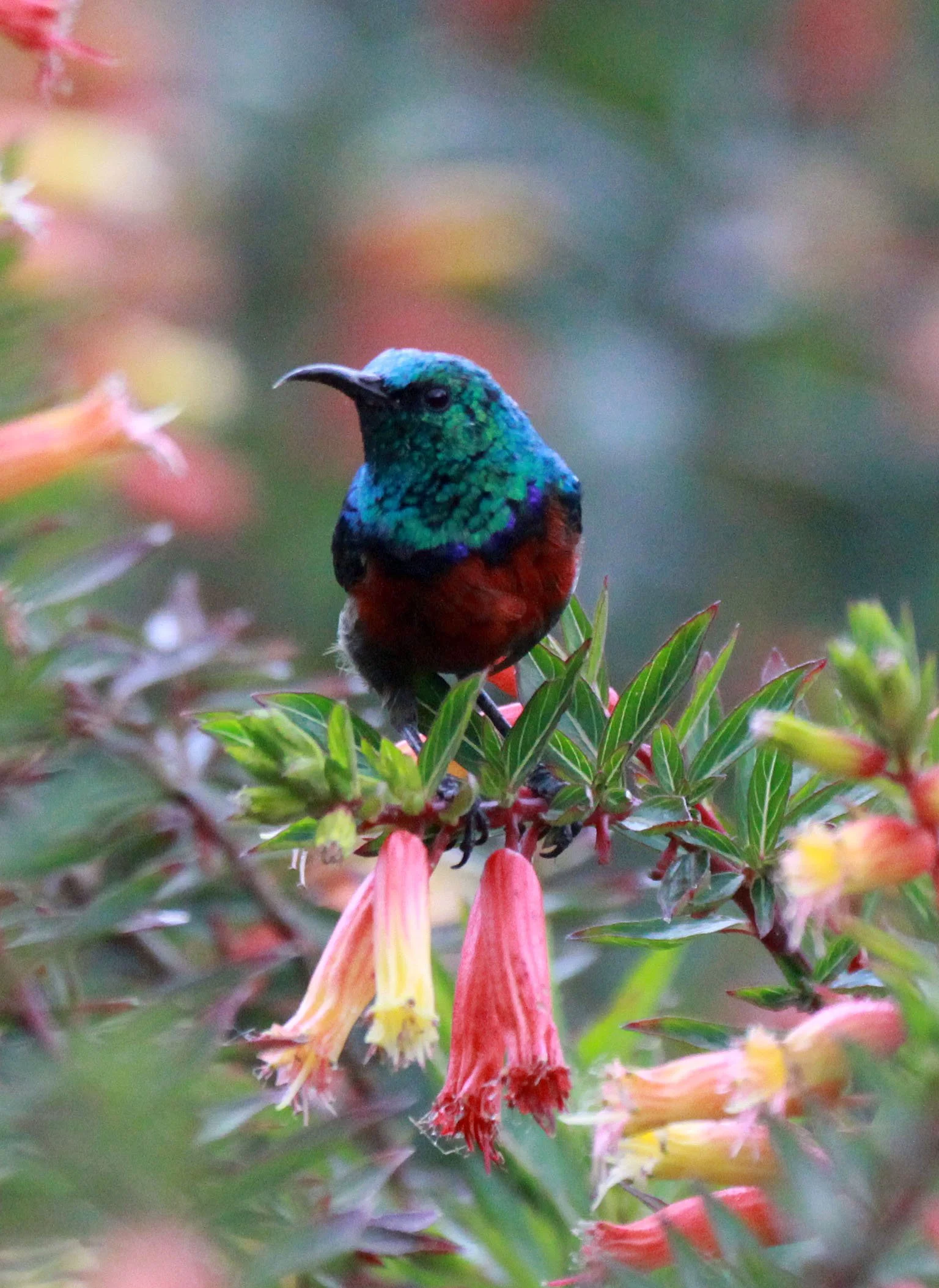 BIRD - SUNBIRD - SUPERB SUNBIRD - CINNYRIS SUPERBA - NYUNGWE NATIONAL PARK RWANDA (2).JPG