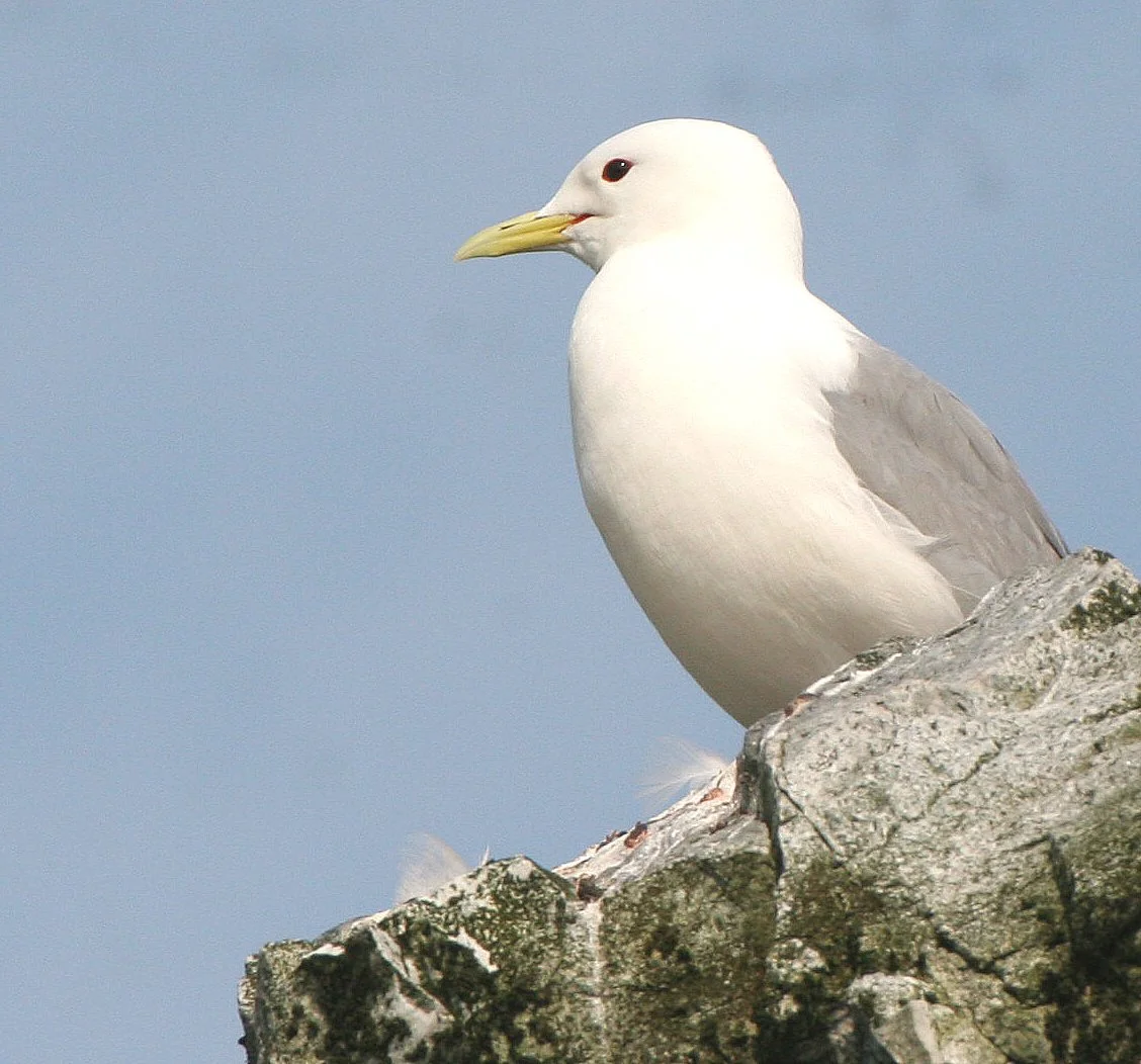 BIRD - KITTIWAKE - BLACK-LEGGED - COMMANDERS.jpg
