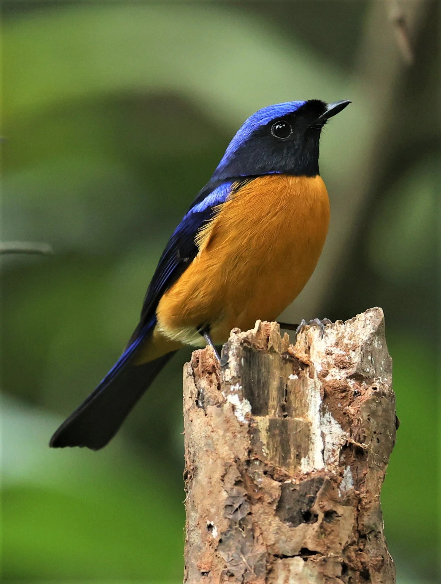 NILTAVA - RUFOUS-BELLIED NILTAVA - Niltava sundar - DOI INTHANON NP CHIANG MAI, DEC 2021 (77).JPG
