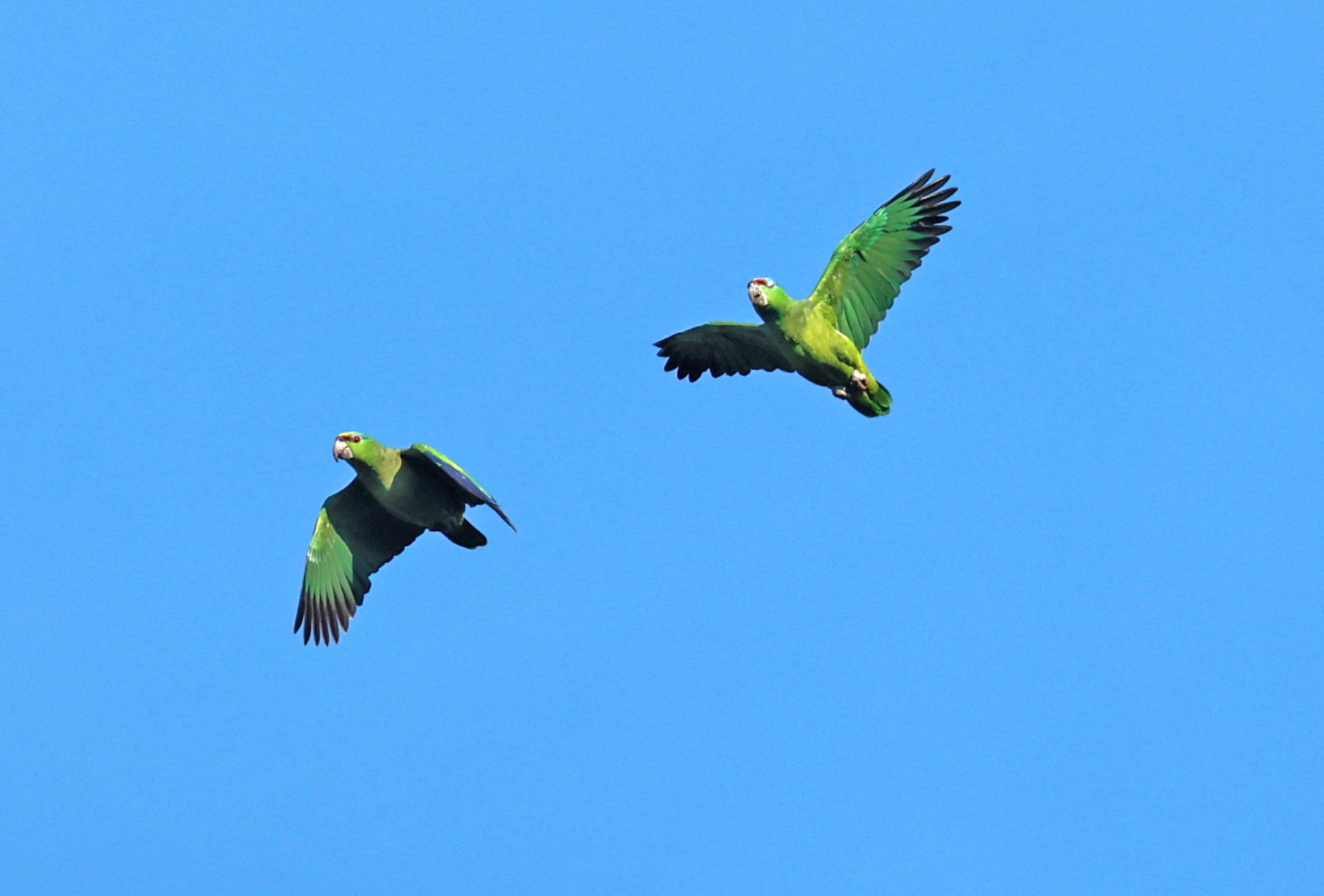 Parrot - Festive Parrot - Amazona festiva - Ariau River & Rio Negro Region Southwest of Manaus (25)a.JPG
