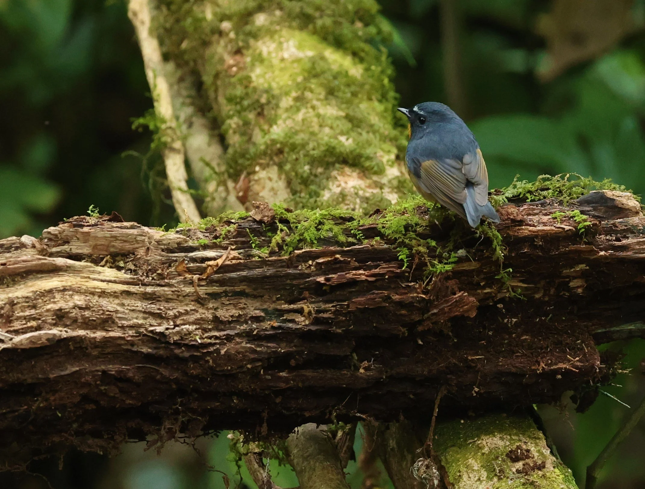 FLYCATCHER - SNOWY-BROWED FLYCATCHER - Ficedula hyperythra - DOI PHA HOM POK NP DOI LANG EAST FEB 2022 (29).jpg