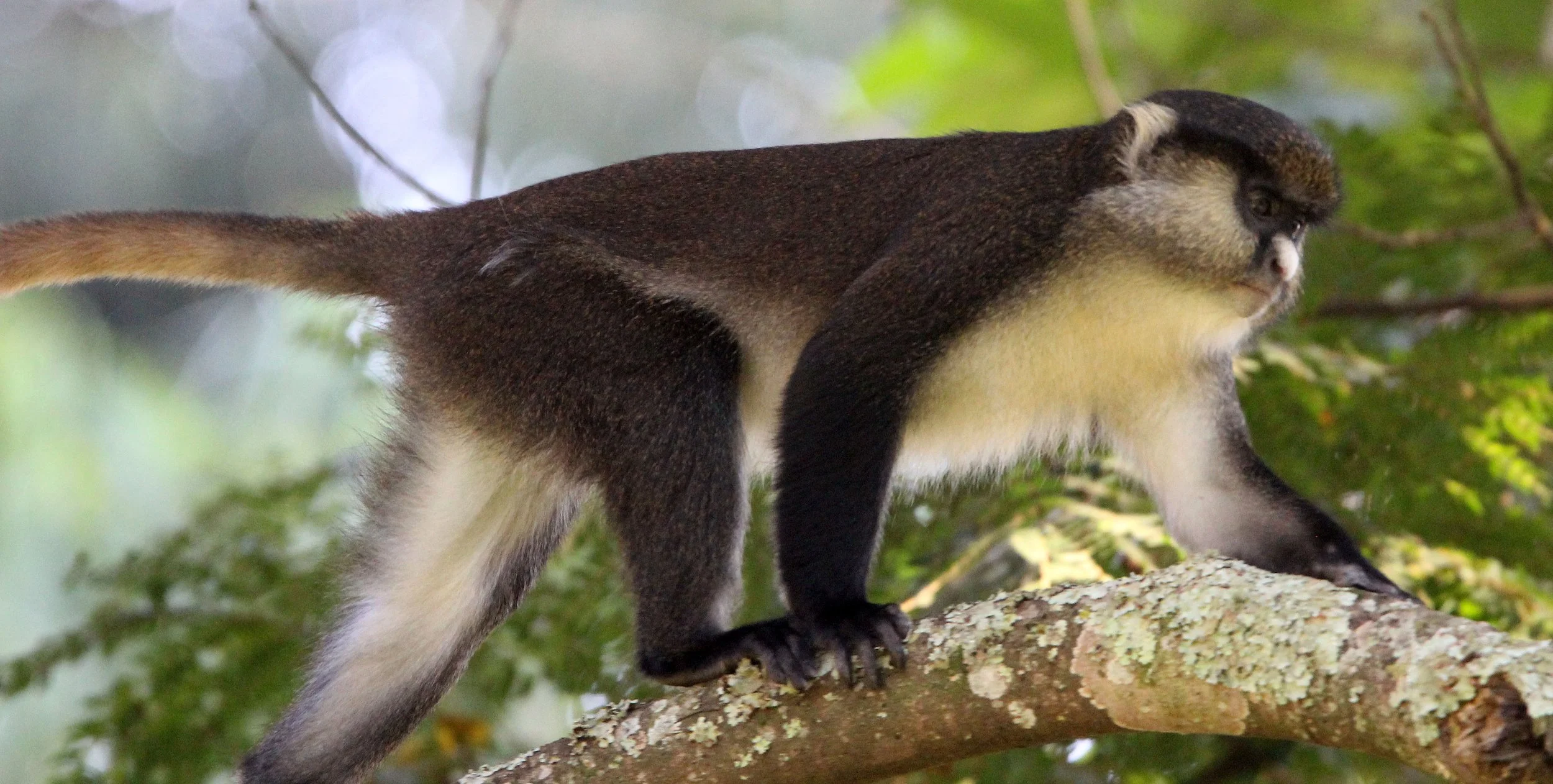 CERCOPITHECIDAE - Cercopithecus denti X ascanius schmidti - DENT'S-RED-TAILED MONKEY HYBRID - NYUNGWE NATIONAL PARK RWANDA (16).JPG