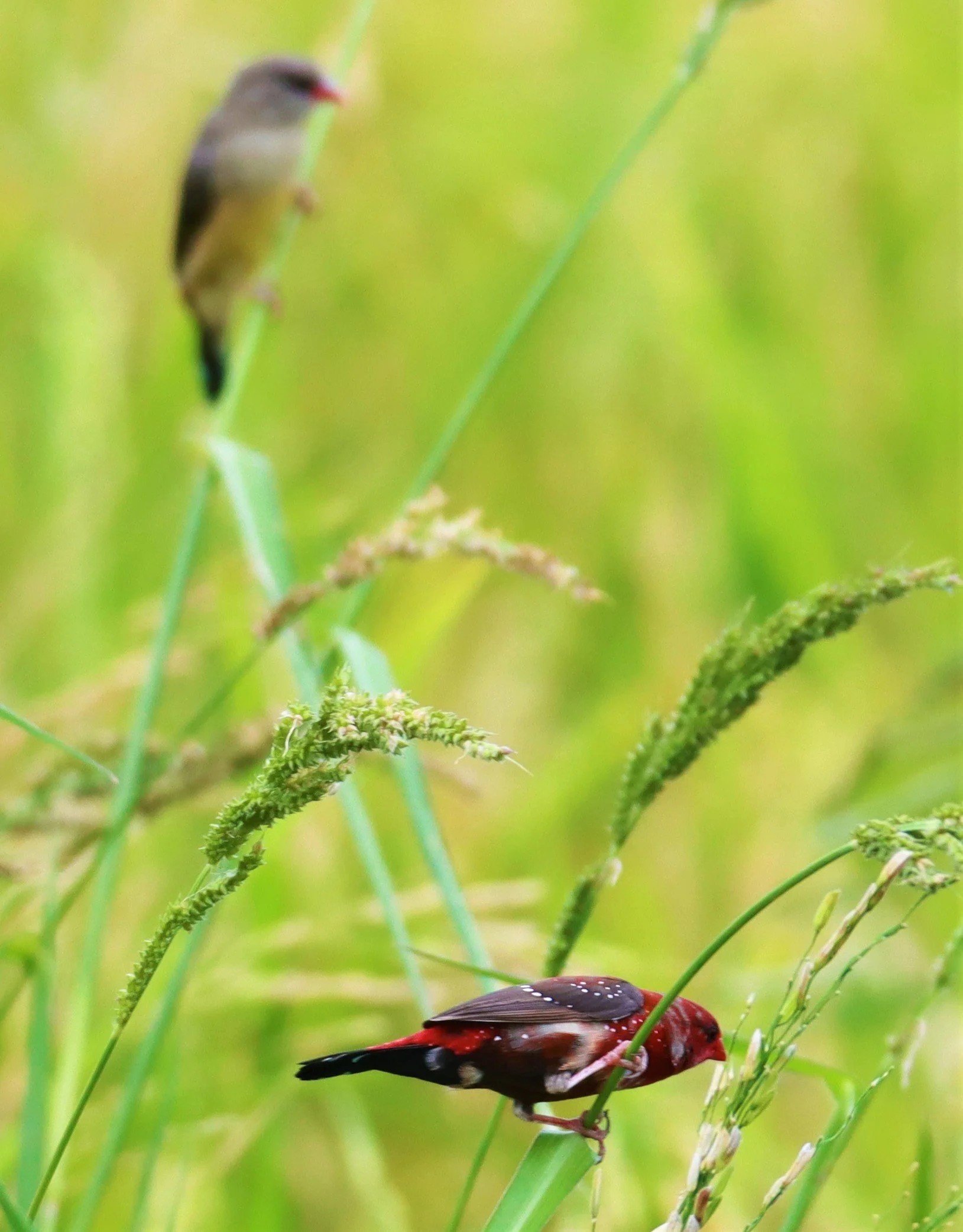 RED AVADAVAT - Amandava amandava - LAT KRABANG THAP YAO RICEFIELDS August 25, 2021 (132).jpg