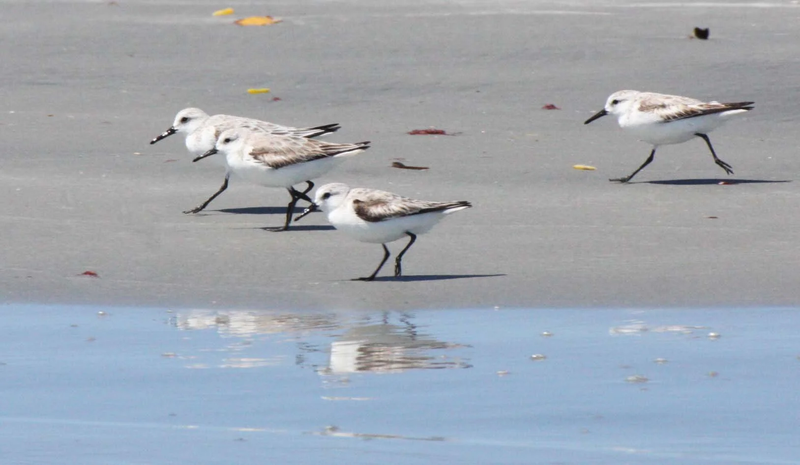 BIRD - SANDERLING - SAN IGNACIO LAGOON BAJA MEXICO (8).JPG